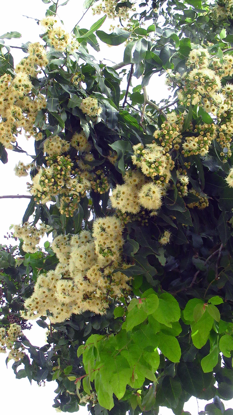 Corymbia torelliana, Eucalyptus torelliana, Cadaga, Cadaghi, Gumtree, Torell&apos;s Eucalyptus