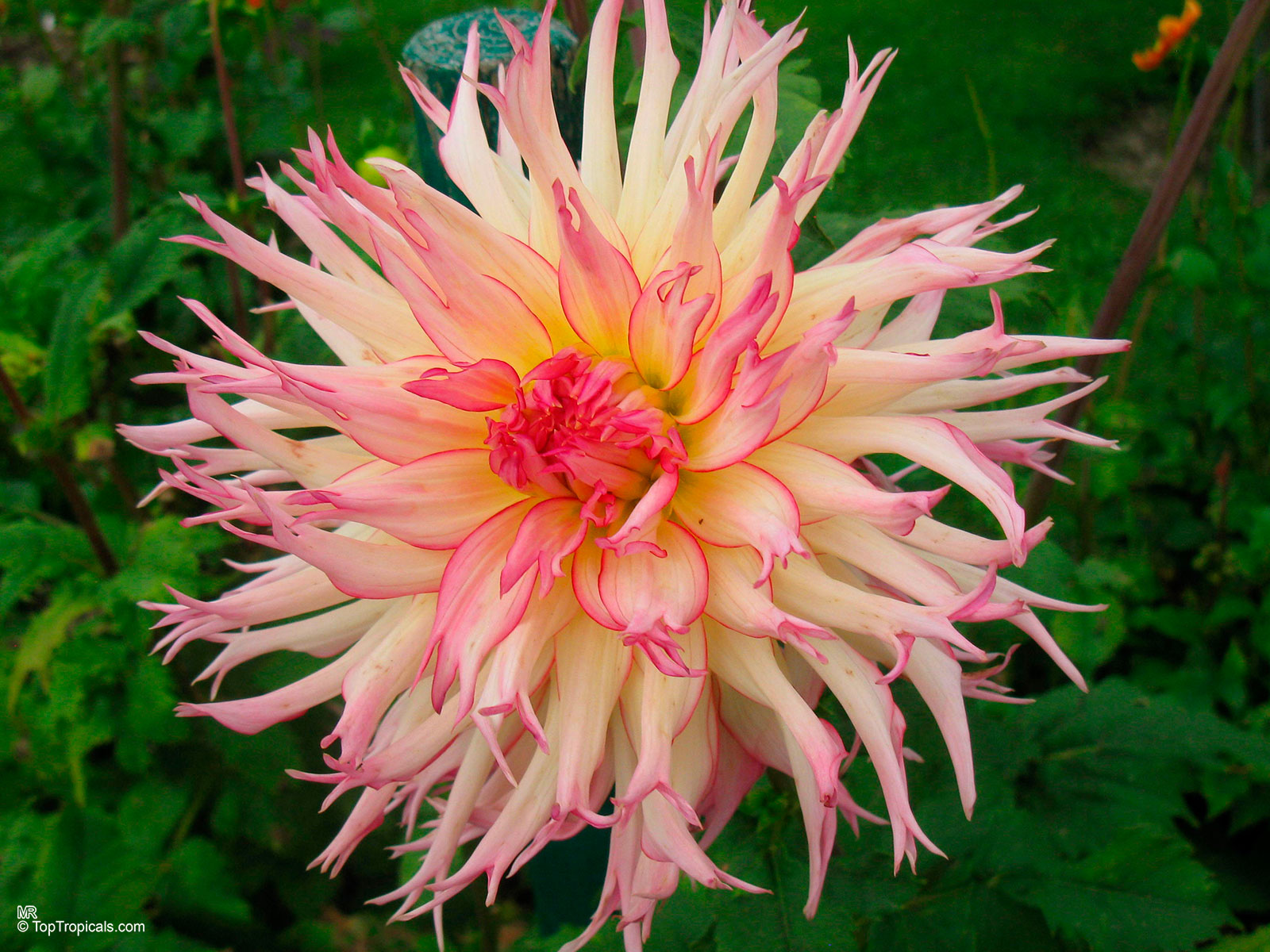 Dahlia sp., Dahlia. Dahlia 'Jennie' Dahlia sp., Dahlia. Dahlia 'Jennie'