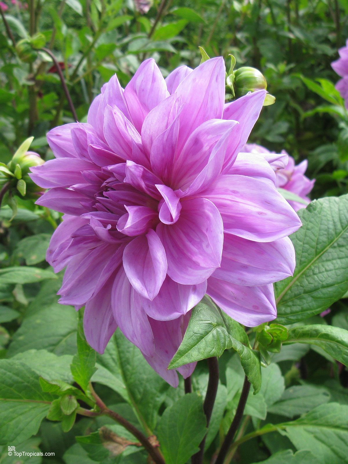 Dahlia sp., Dahlia. Dahlia 'Lilac Time' Dahlia sp., Dahlia. Dahlia 'Lilac Time'