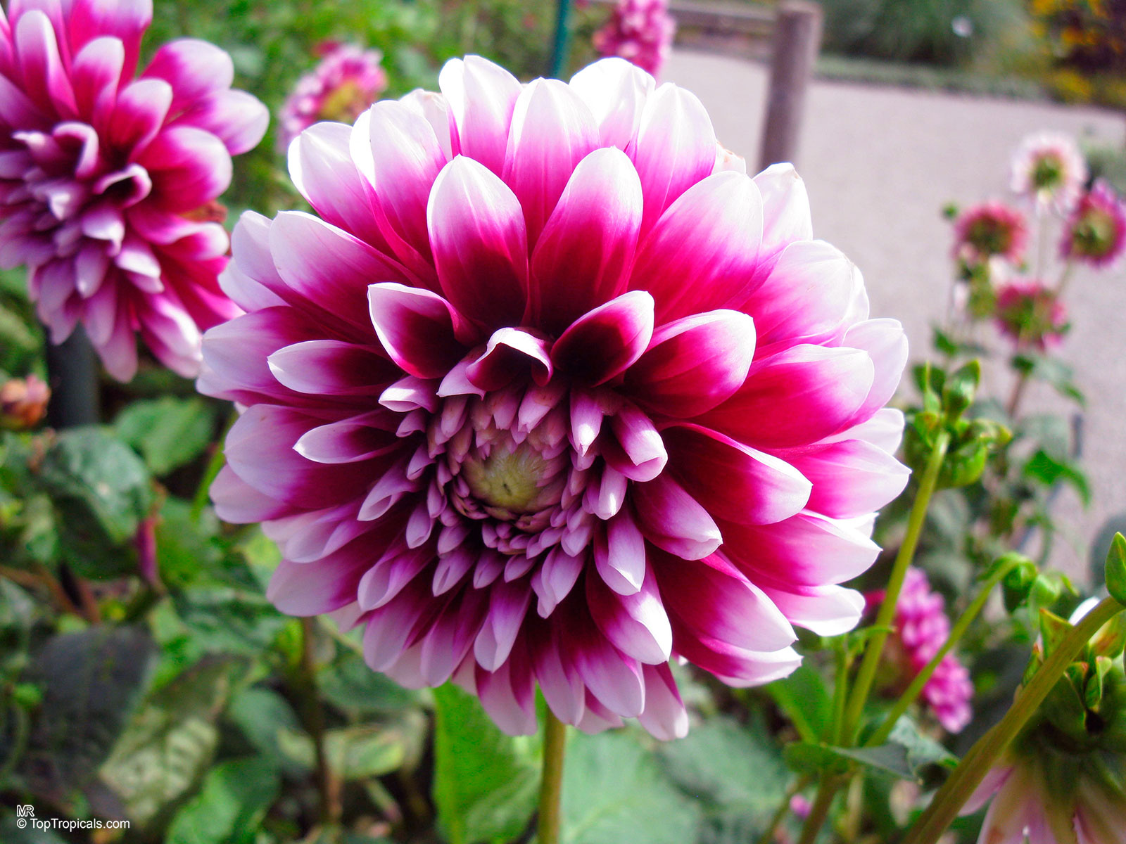 Dahlia sp., Dahlia Dahlia sp., Dahlia