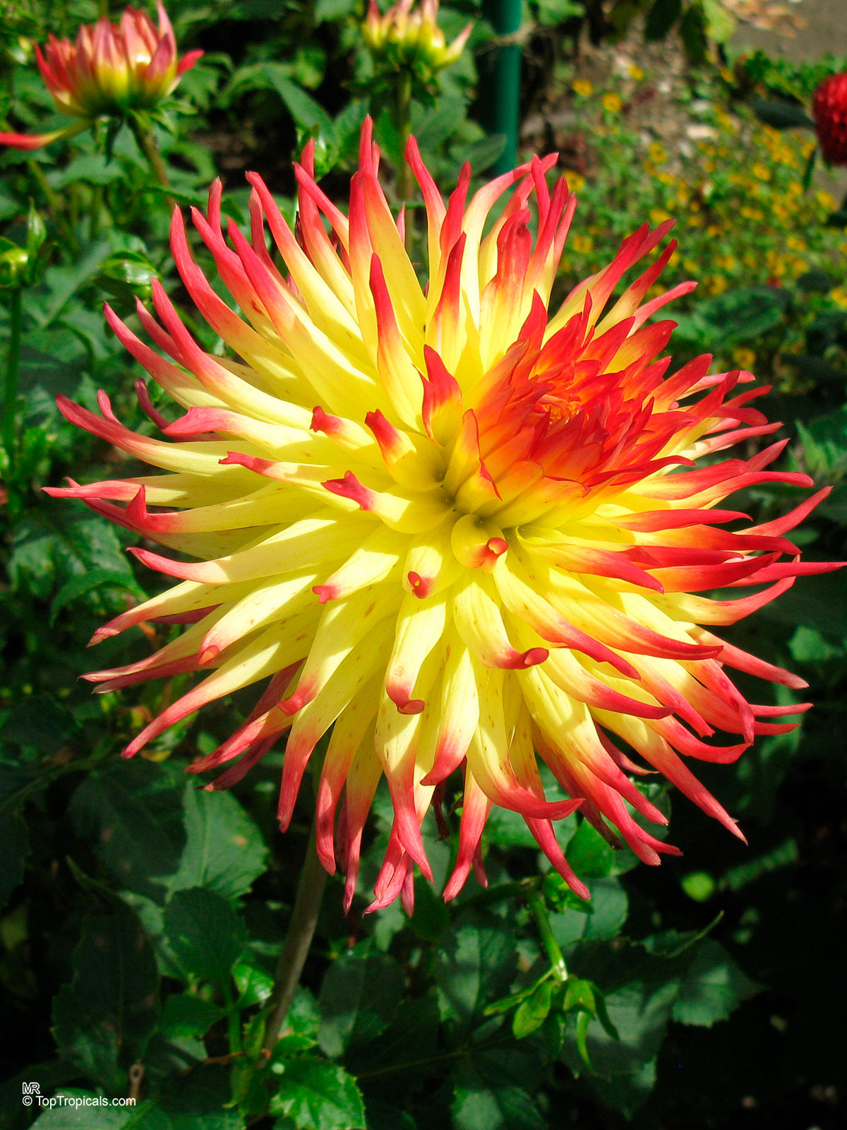 Dahlia sp., Dahlia Dahlia sp., Dahlia