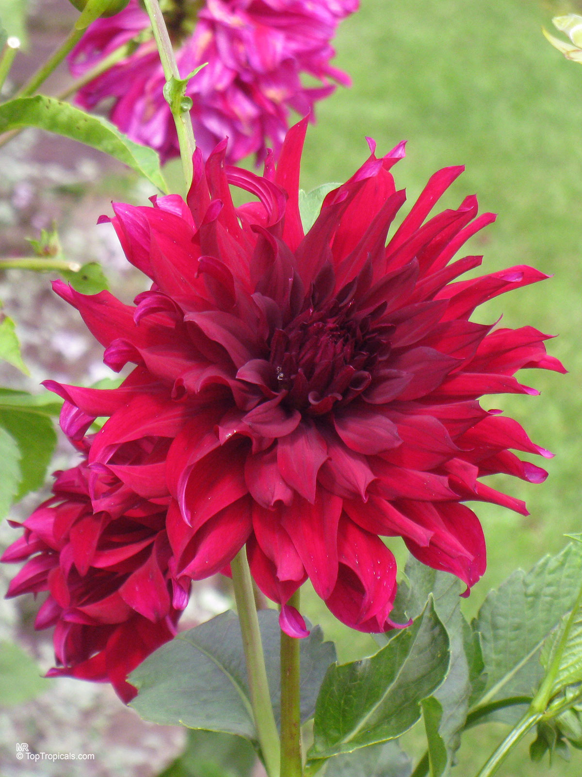 Dahlia sp., Dahlia Dahlia sp., Dahlia