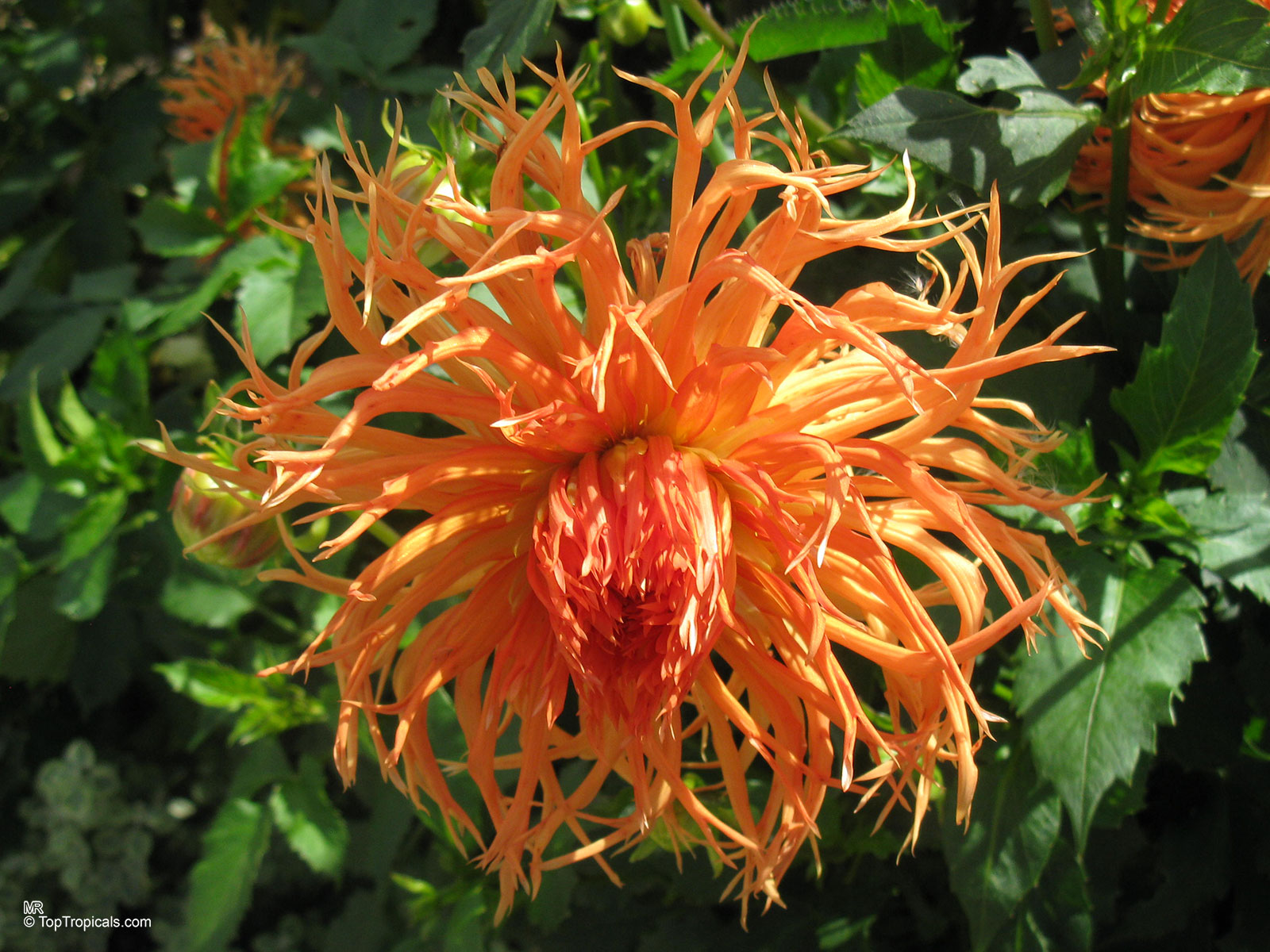 Dahlia sp., Dahlia Dahlia sp., Dahlia