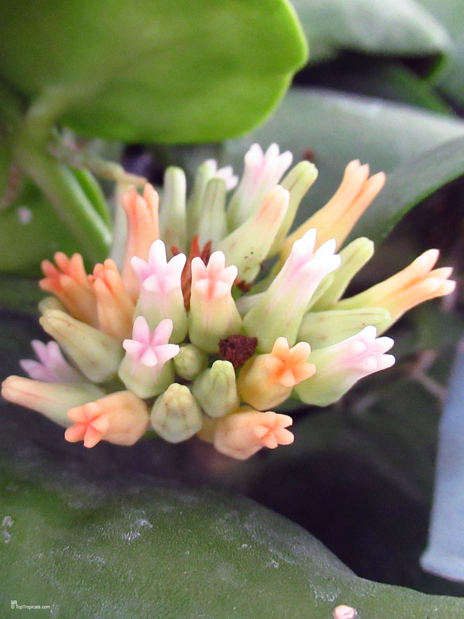 Dischidia platyphylla (Dischidia) with small star shaped flowers rising above thick green waxy leaves Dischidia platyphylla (Dischidia) pink and green flower close up showing small star shaped petals