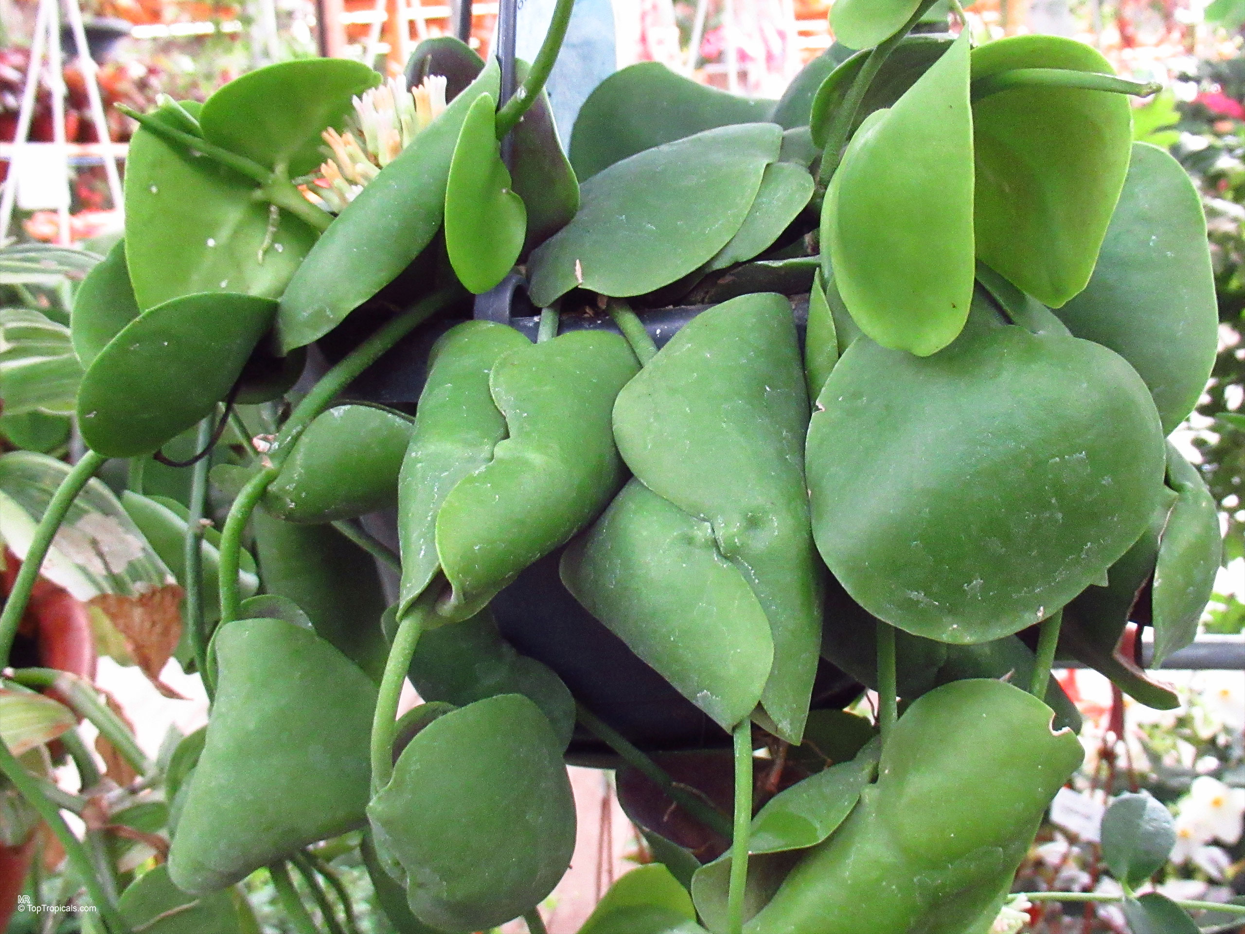 Dischidia platyphylla (Dischidia) with thick green leaves growing in a black hanging pot. Dischidia platyphylla (Dischidia) green plant with thick rounded leaves in a black hanging container.