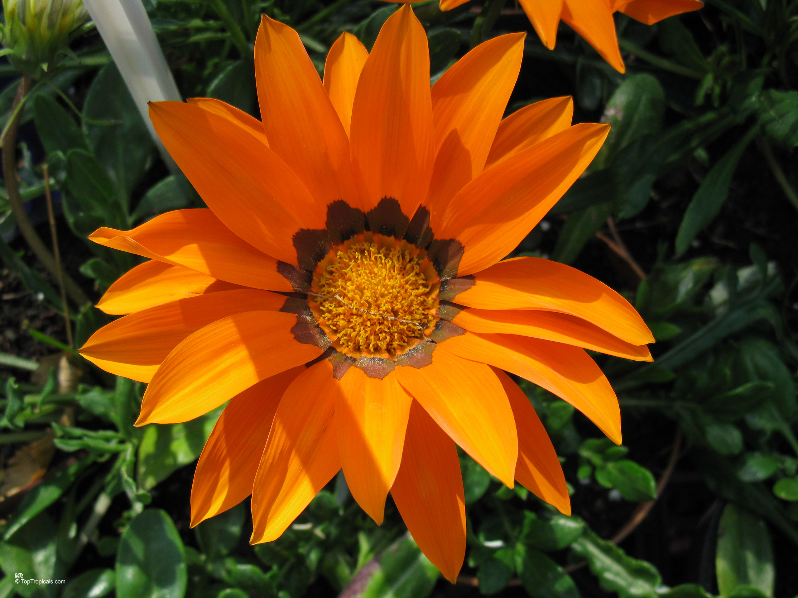 Gazania sp. (Gazania) orange flower with a textured yellow center and dark inner ring. Gazania sp. (Gazania) orange flower close up against dark green leaves.