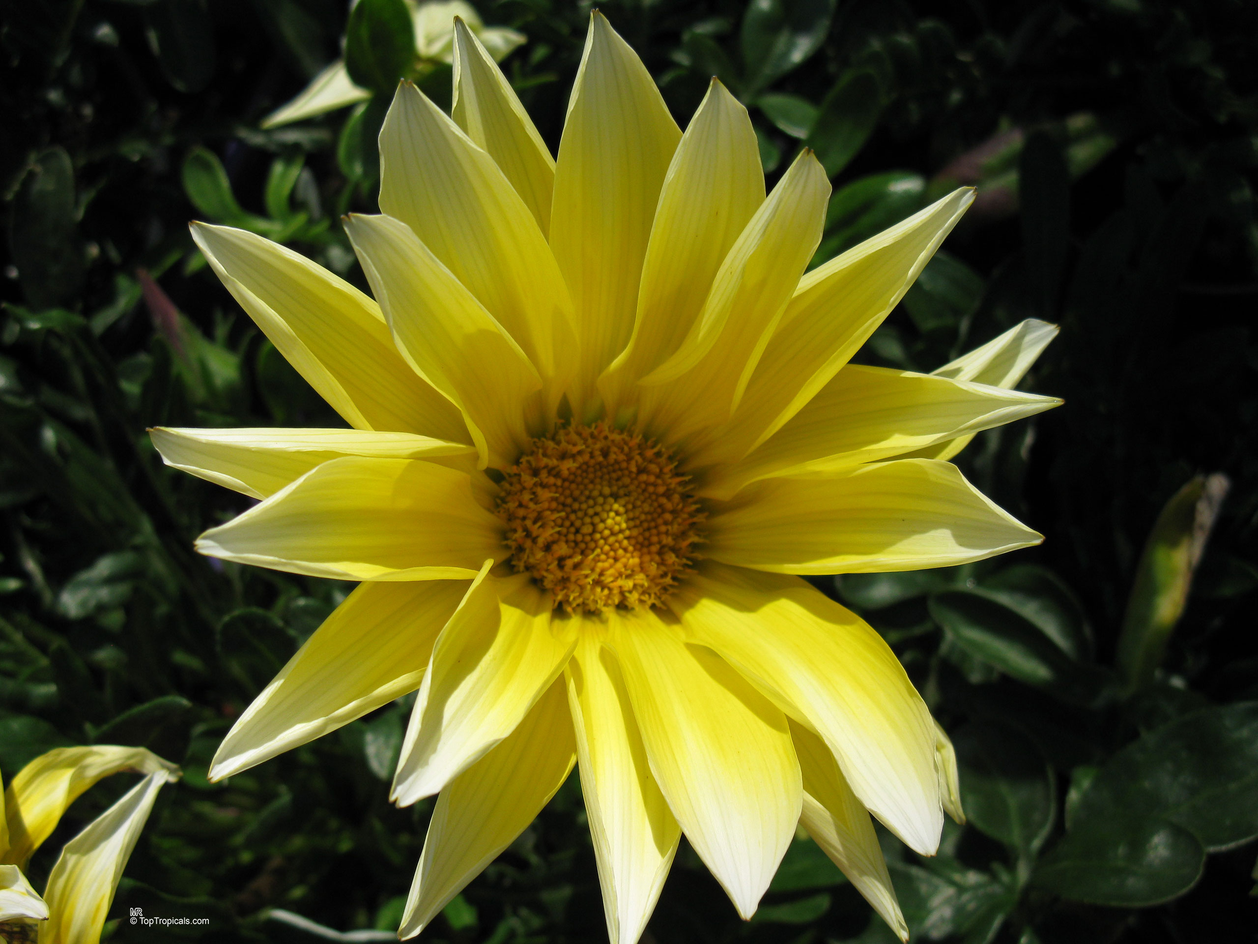 Gazania sp. (Gazania) yellow flower with many long petals surrounding a small, dense central disk. Gazania sp. (Gazania) yellow flower close up with many petals radiating from central disk