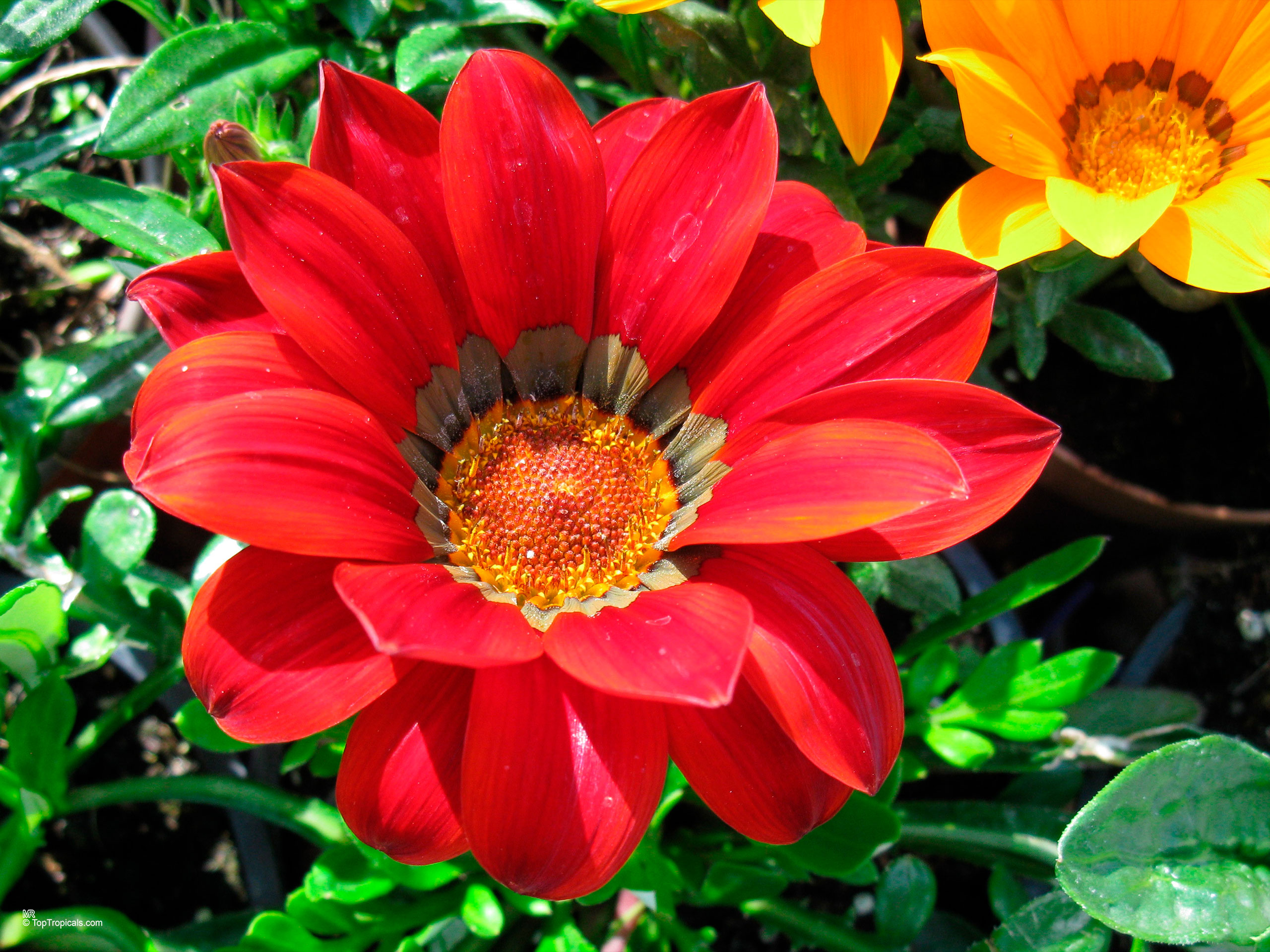 Gazania sp. (Gazania) red flower with yellow center and green leaves in soft light Gazania sp. (Gazania) red flower close up with orange accents and green foliage below