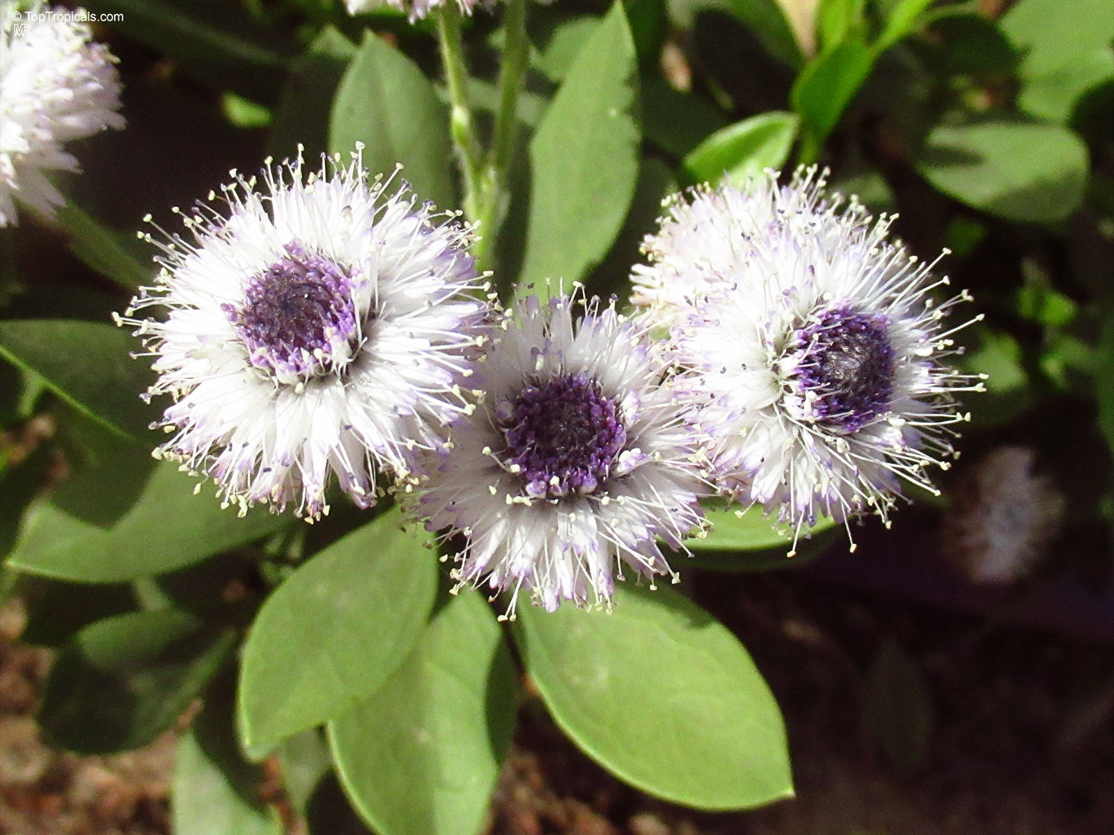 Globularia sp., Globe Daisy Globularia sp., Globe Daisy