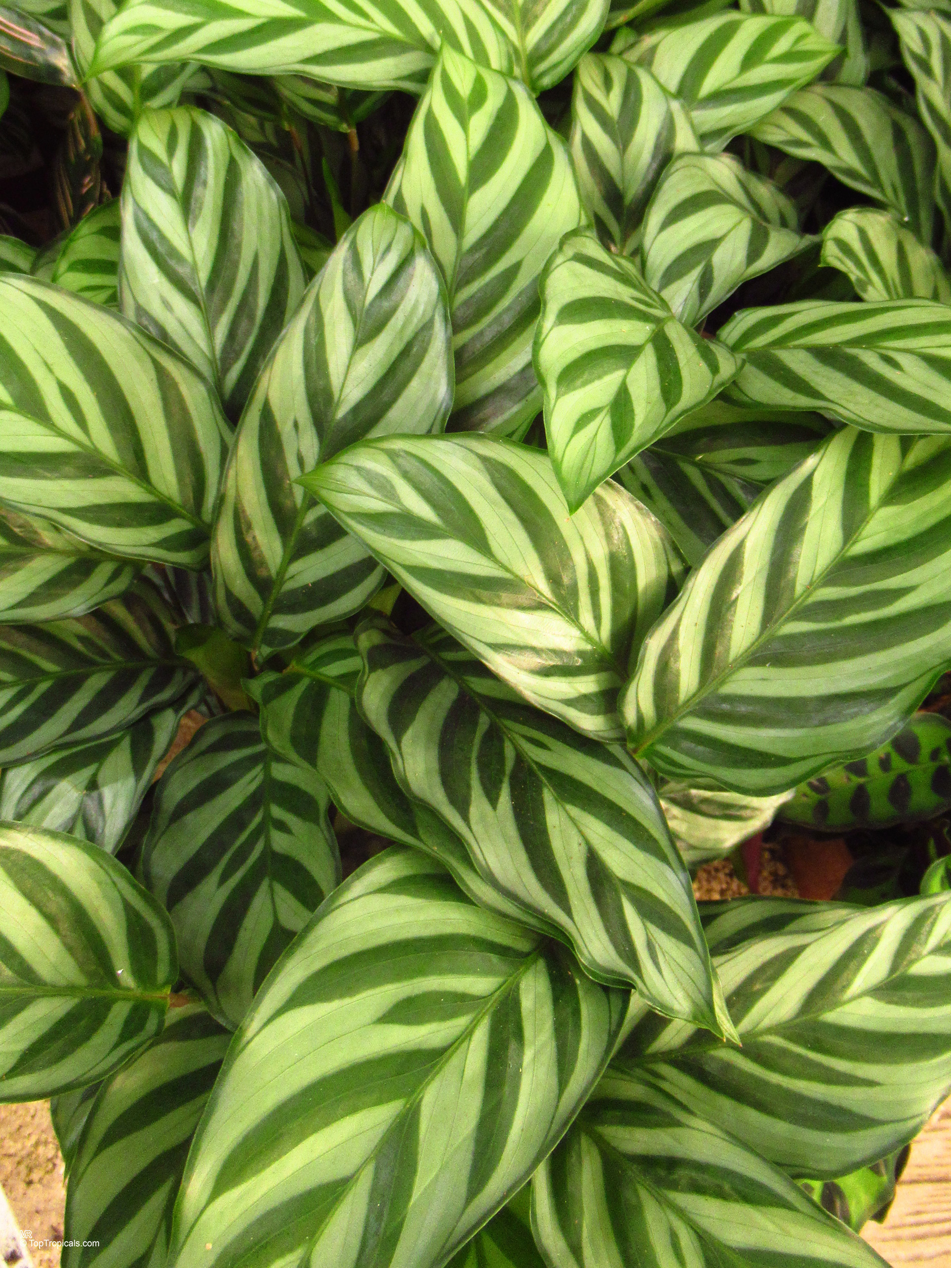 Goeppertia 'Freddie' Goeppertia sp. with lime green and dark forest green leaves, close up plant shot.