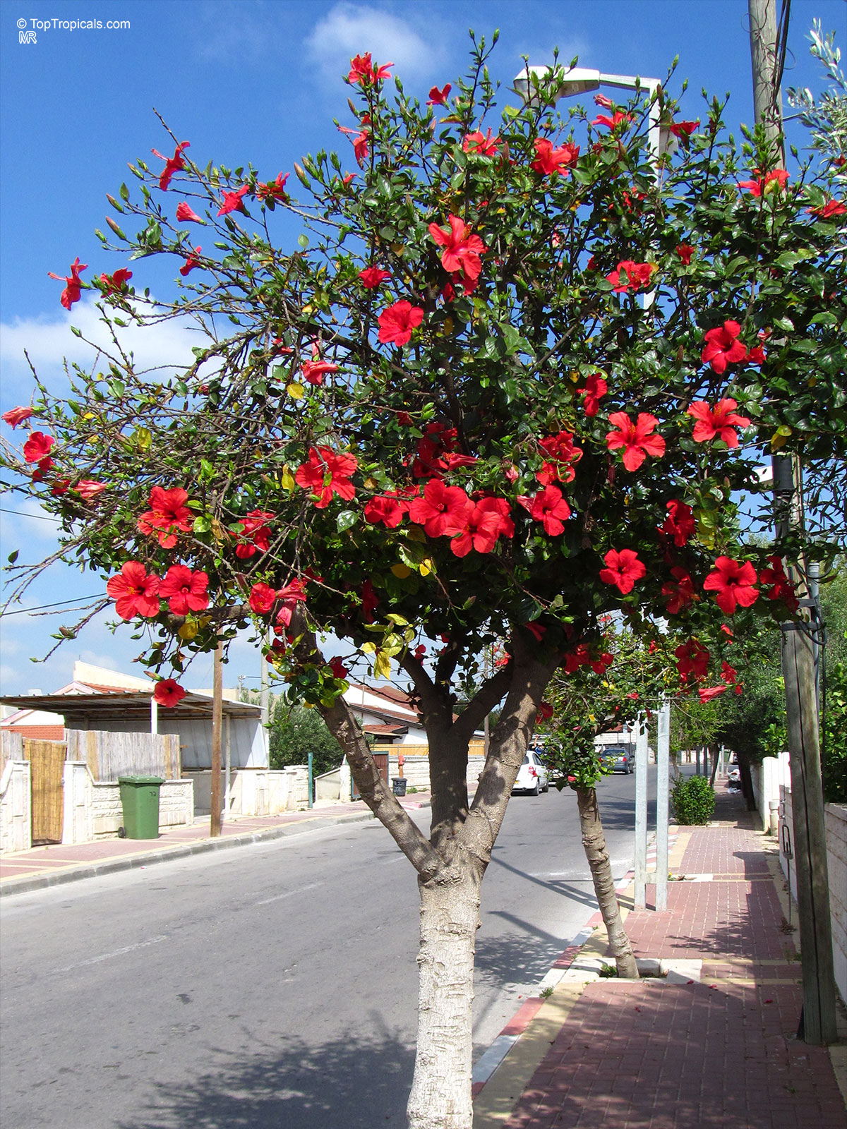 Hibiscus rosa-sinensis, Hibiscus, Chinese Rose, Japanese Rose, Tropical Hibiscus, Shoe Flower Hibiscus rosa-sinensis, Hibiscus, Chinese Rose, Japanese Rose, Tropical Hibiscus, Shoe Flower