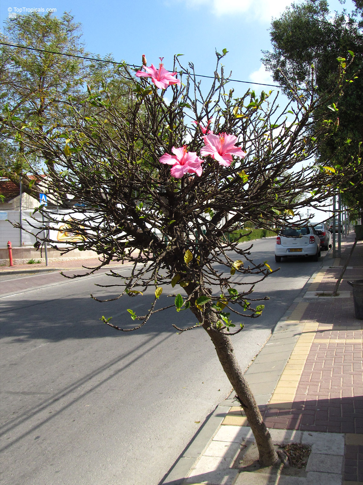 Hibiscus rosa-sinensis, Hibiscus, Chinese Rose, Japanese Rose, Tropical Hibiscus, Shoe Flower Hibiscus rosa-sinensis, Hibiscus, Chinese Rose, Japanese Rose, Tropical Hibiscus, Shoe Flower