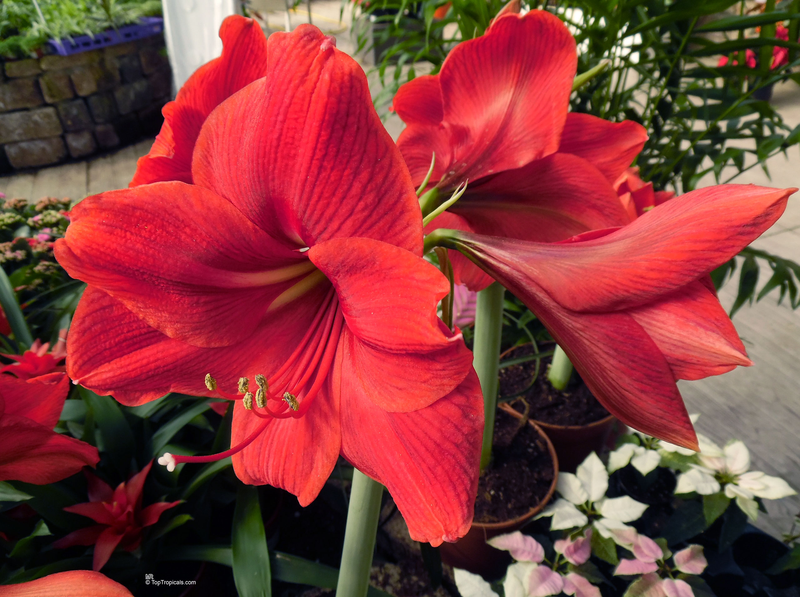Hippeastrum sp. (Amaryllis) red flower with wide petals, sturdy stems, and prominent central anthers. Hippeastrum sp. (Amaryllis) red flower close up with large petals and long green stems