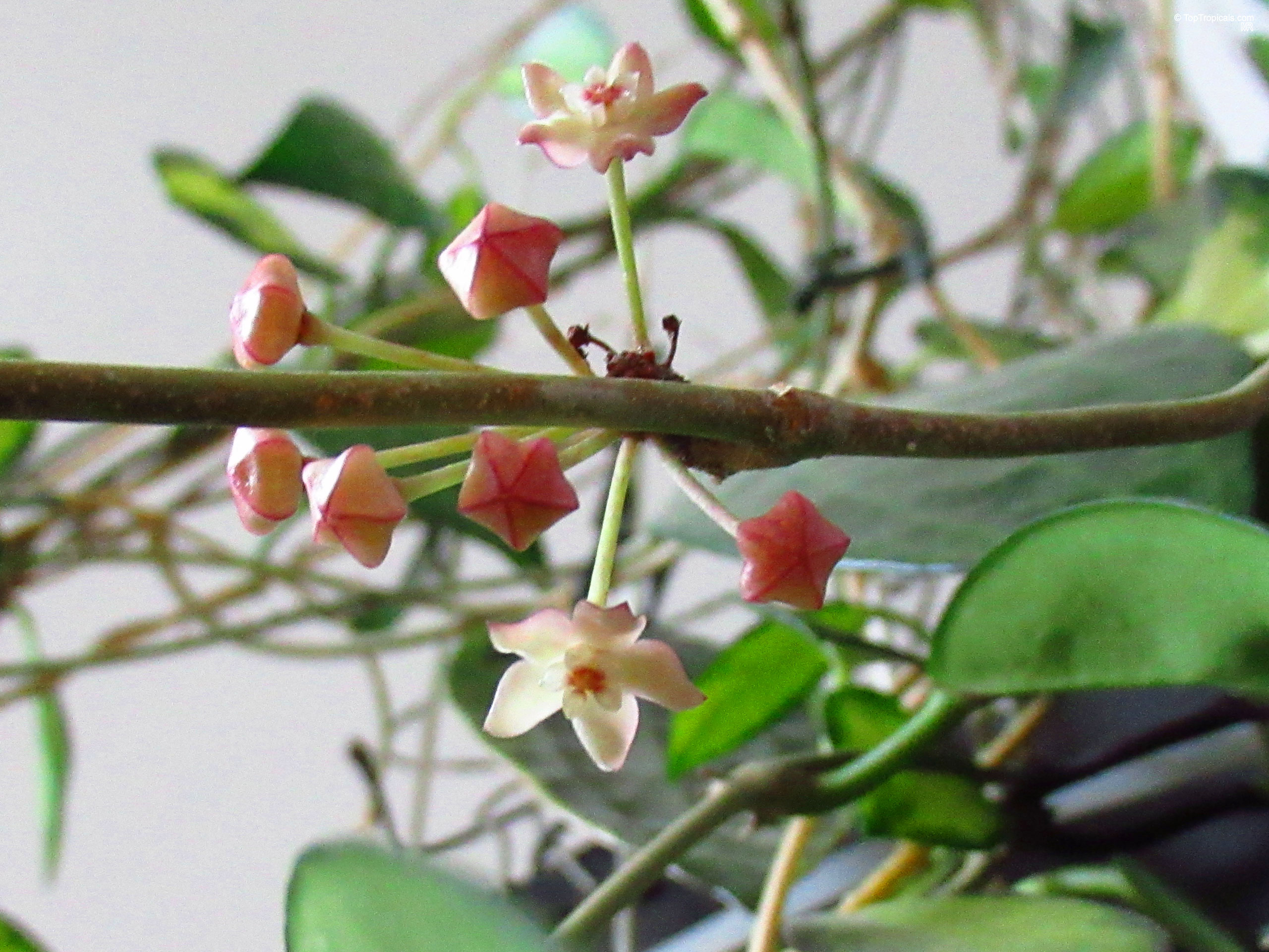 Hoya macrophylla (White Margin Hoya) pink star-shaped flowers emerging from green stems. Hoya macrophylla (White Margin Hoya) pink flower close up on green vine