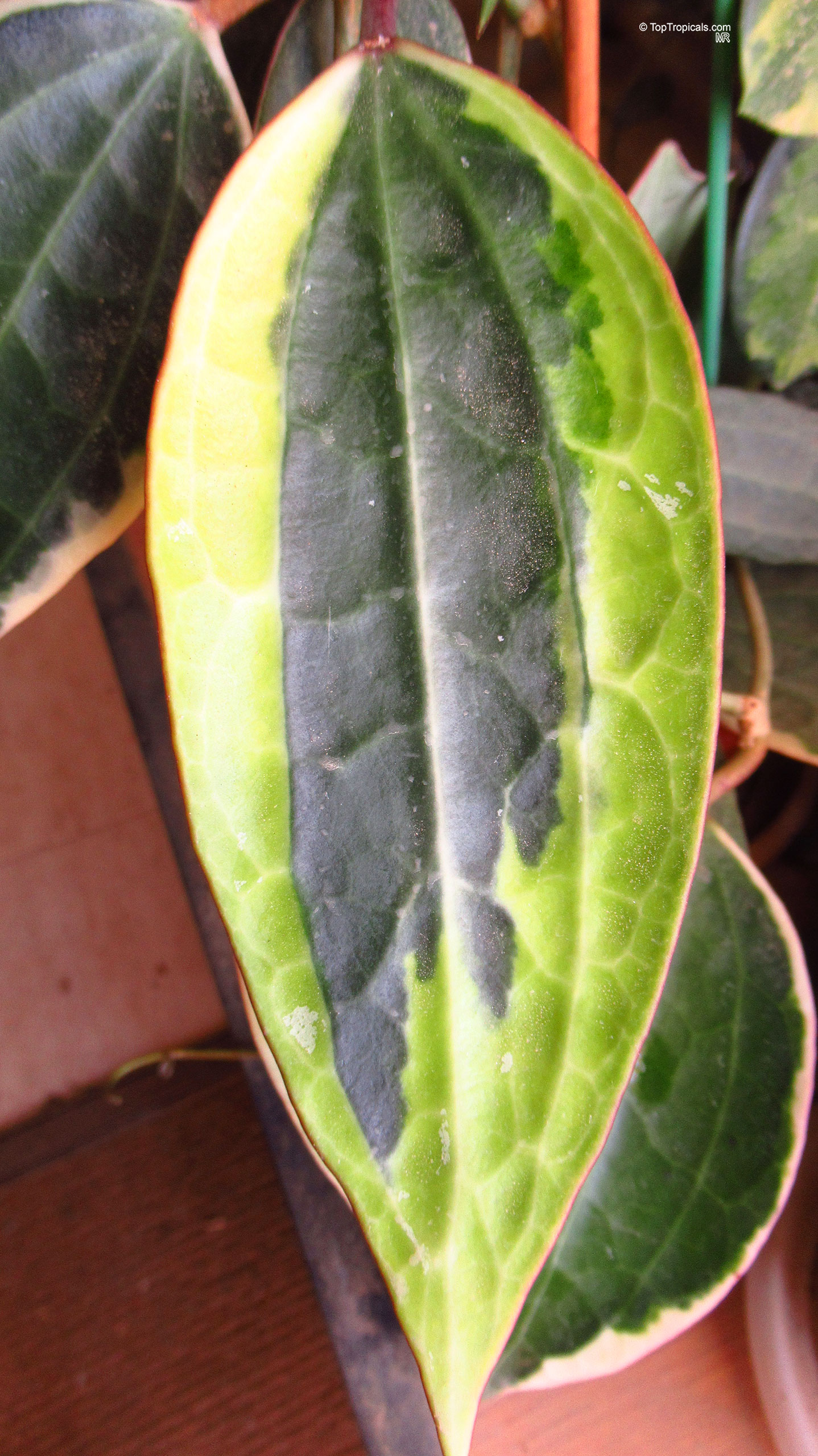 Hoya macrophylla (White Margin Hoya) leaves with green centers and wide yellow edges with pink Hoya macrophylla (White Margin Hoya) green and yellow leaves close up with pink edges