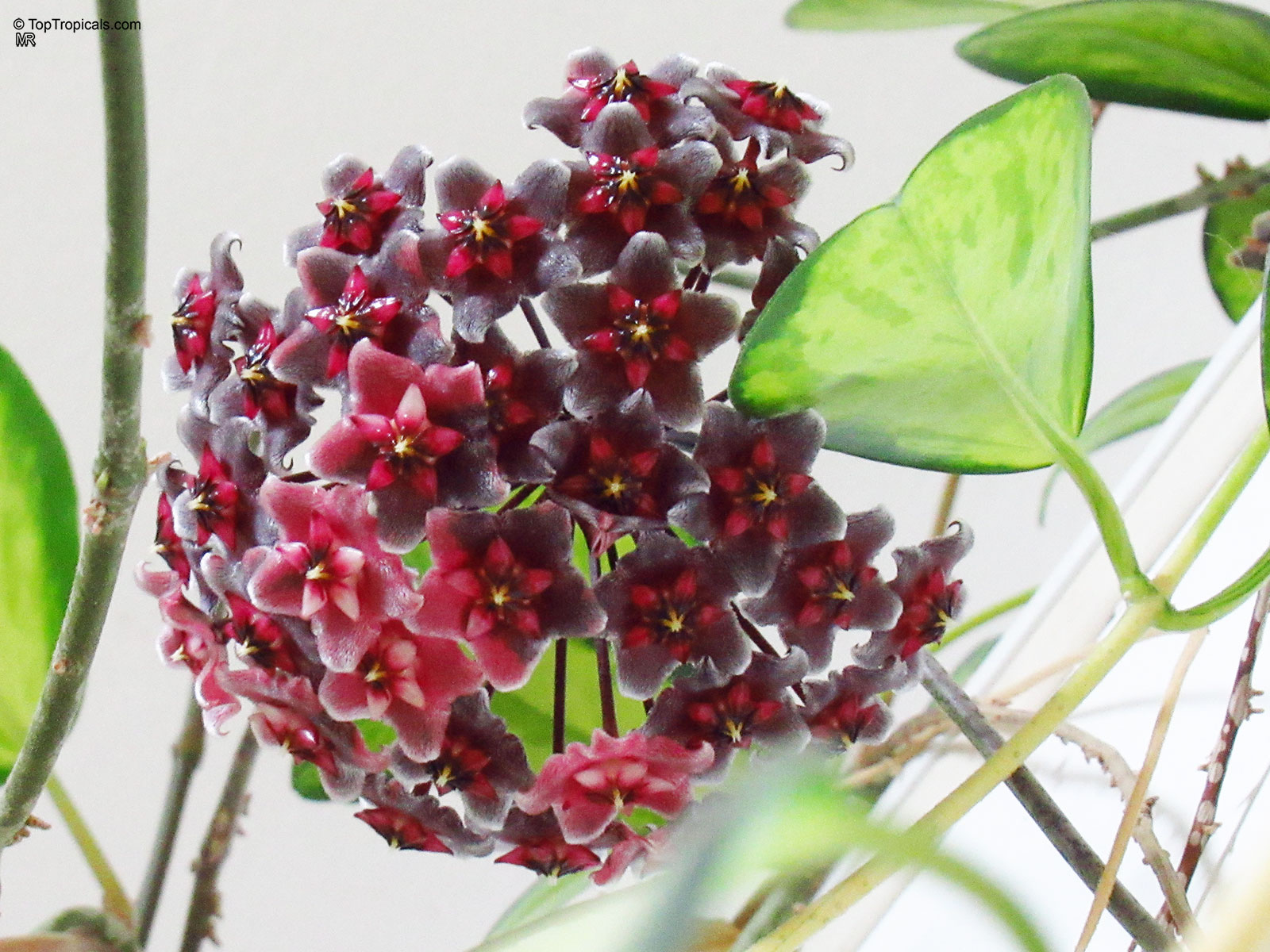 Hoya pubicalyx (Harlequin Wax Plant) cluster of star-shaped maroon flowers next to green waxy foliage. Hoya pubicalyx (Harlequin Wax Plant) dark maroon flower cluster close up on green vine stems.