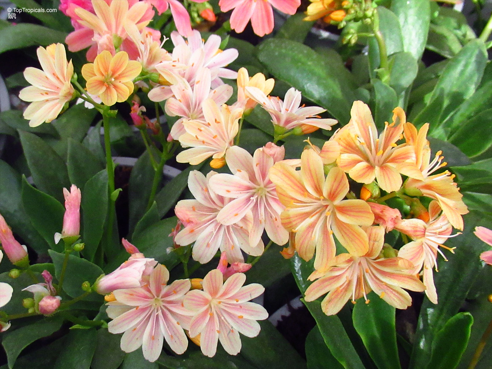 Lewisia cotyledon (Cliff Maids) produce clusters of striped yellow and pink flower petals above foliage. Lewisia cotyledon (Cliff Maids) with yellow and pink flower clusters in a close up.