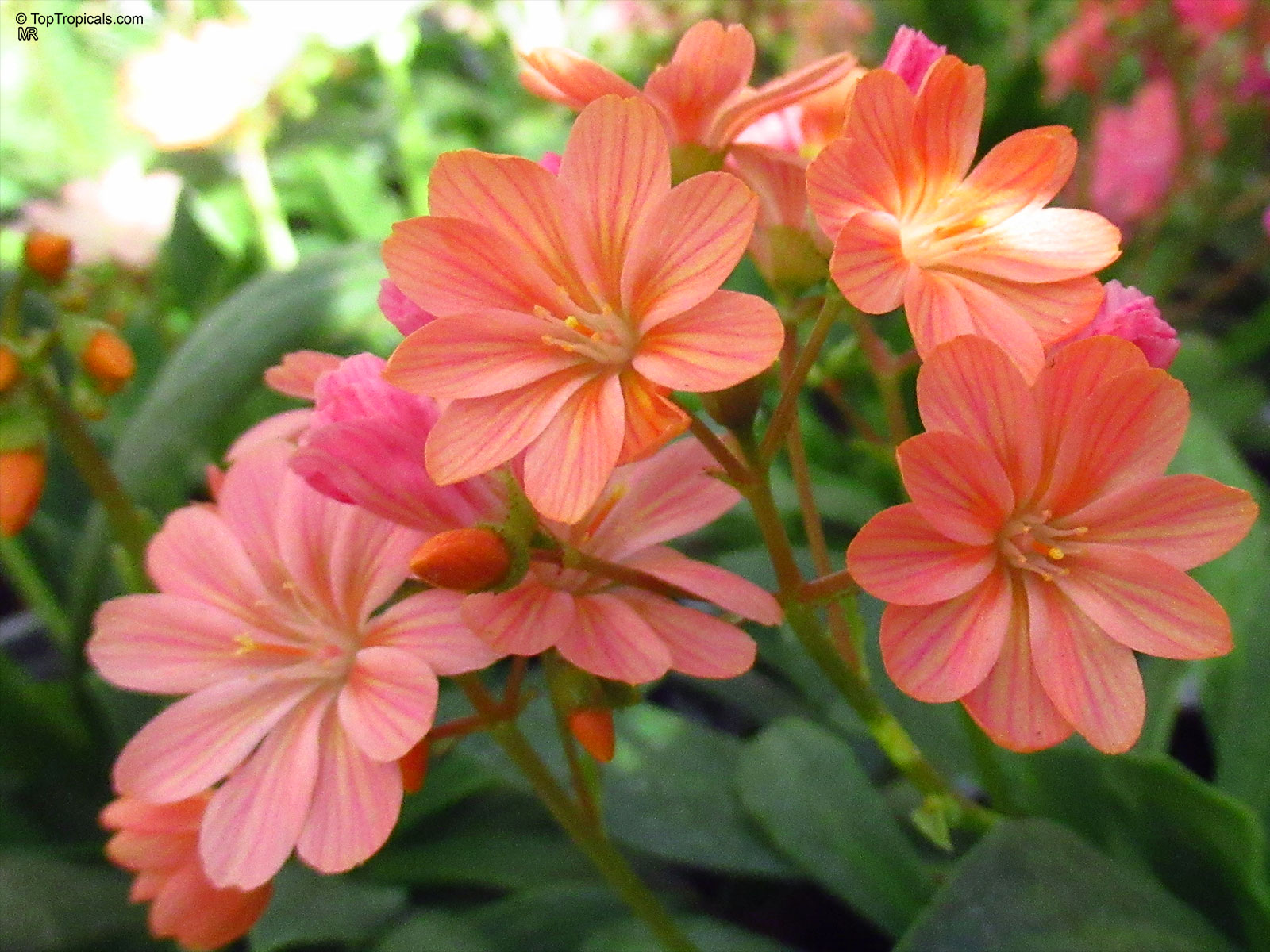 Lewisia cotyledon (Cliff Maids) pink orange flower cluster above thick green succulent leaves Lewisia cotyledon (Cliff Maids) pink orange flower close up on green leaves