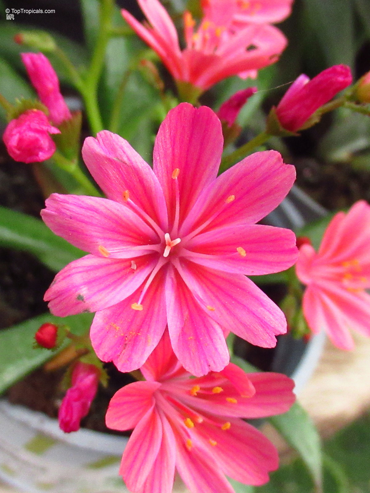 Lewisia cotyledon (Cliff Maids) pink flower with elongated petals and small yellow stamens in center. Lewisia cotyledon (Cliff Maids) pink flower close up with orange yellow centers and petals.