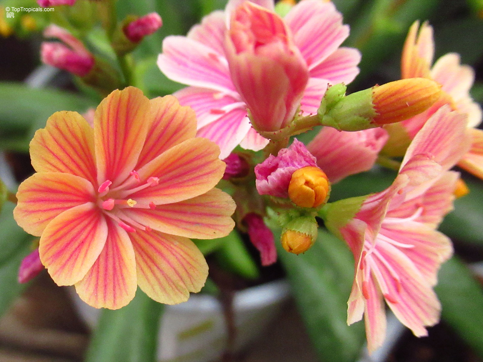 Lewisia cotyledon (Cliff Maids) flower with orange and pink striped petals and small buds. Lewisia cotyledon (Cliff Maids) pink orange flower close up with green leaves background