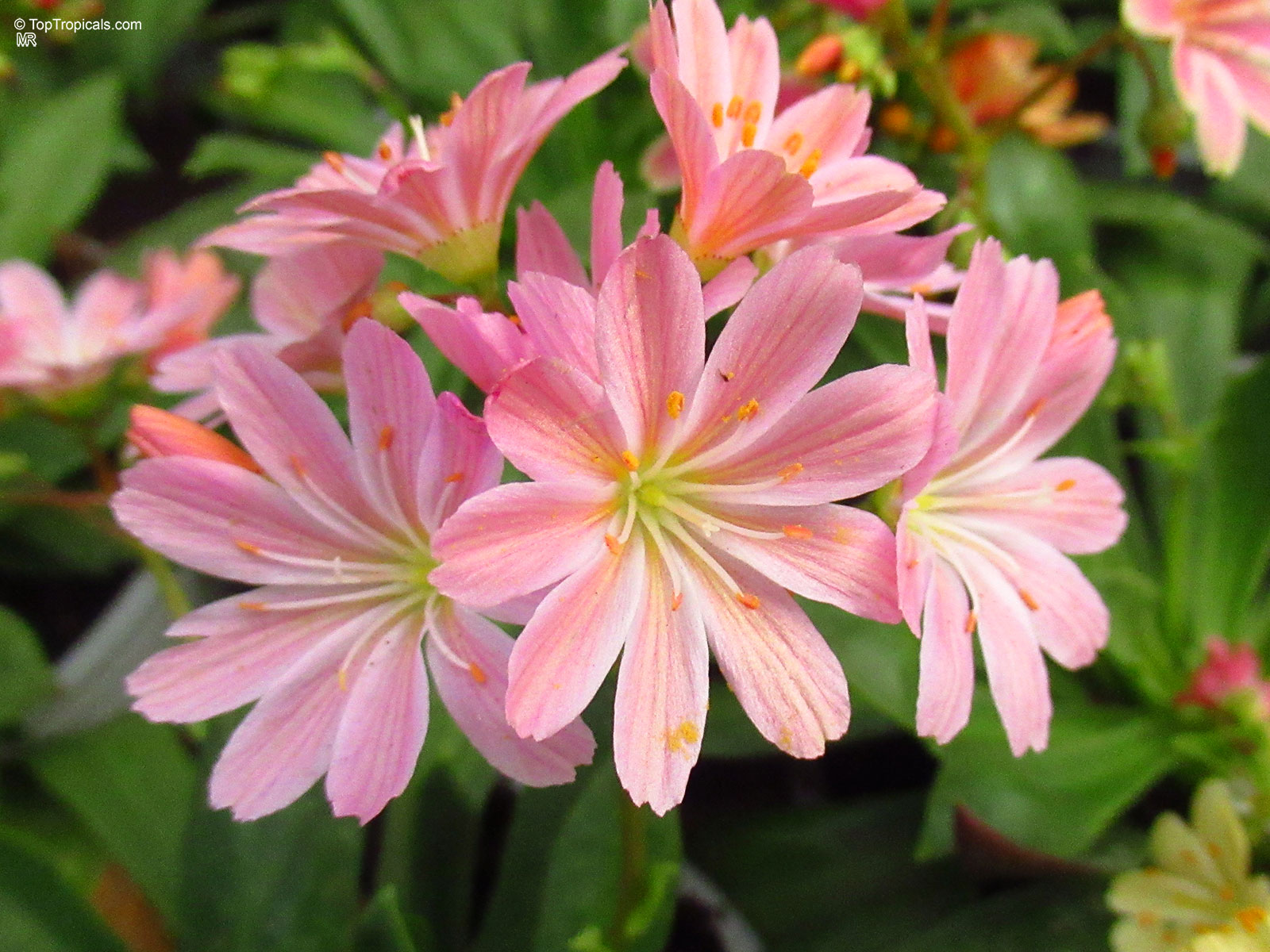 Lewisia cotyledon (Cliff Maids) pink flower with yellow centers and orange stamens among green leaves Lewisia cotyledon (Cliff Maids) pink flower close up showing multiple petals and orange stamens