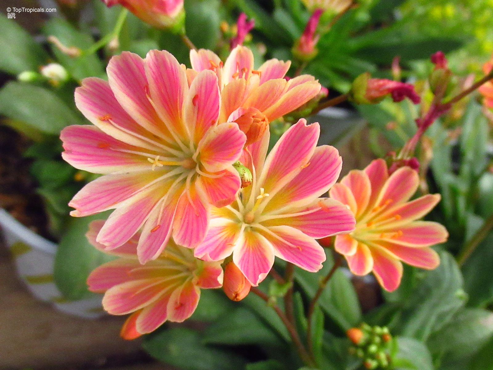 Lewisia cotyledon (Cliff Maids) pink and yellow flower with pointed petals on green foliage. Lewisia cotyledon (Cliff Maids) pink and yellow flower close up with green leaves.