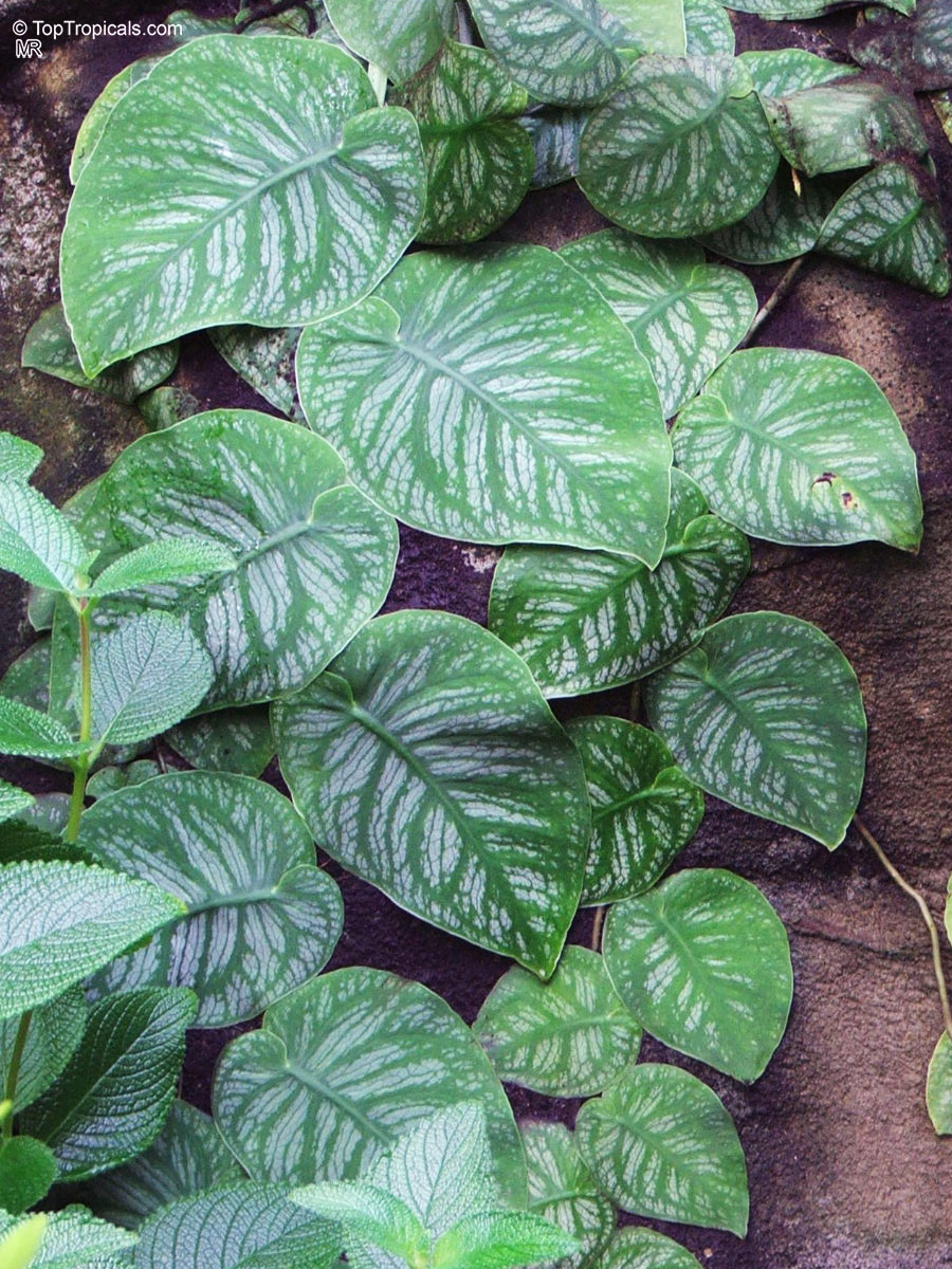 Monstera dubia (Penanola) climbing with oval foliage spreading across a rough dark brown surface. Monstera dubia (Penanola) green leaves climbing a textured dark surface in a close up.
