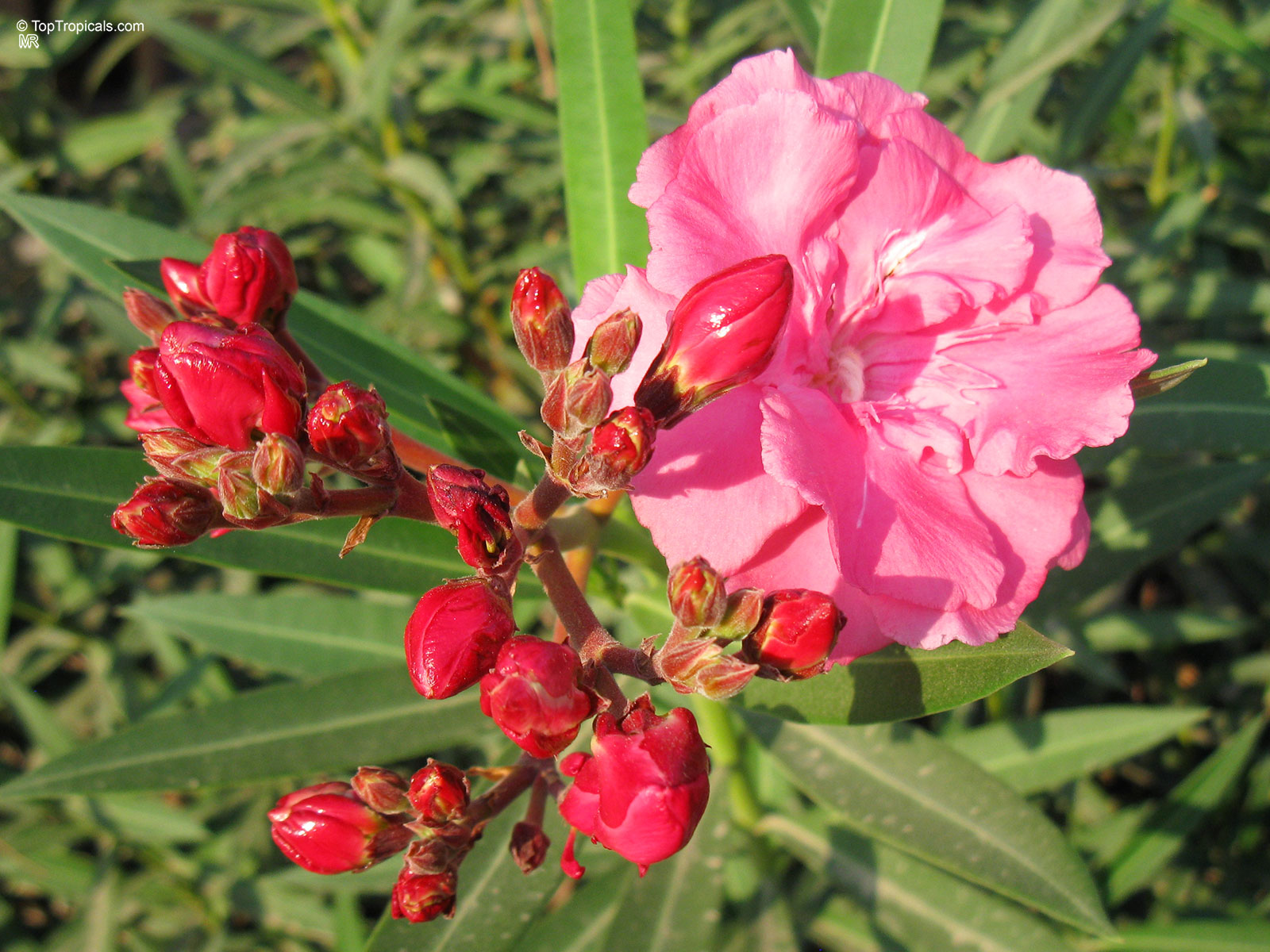 Nerium oleander, Oleander Nerium oleander, Oleander