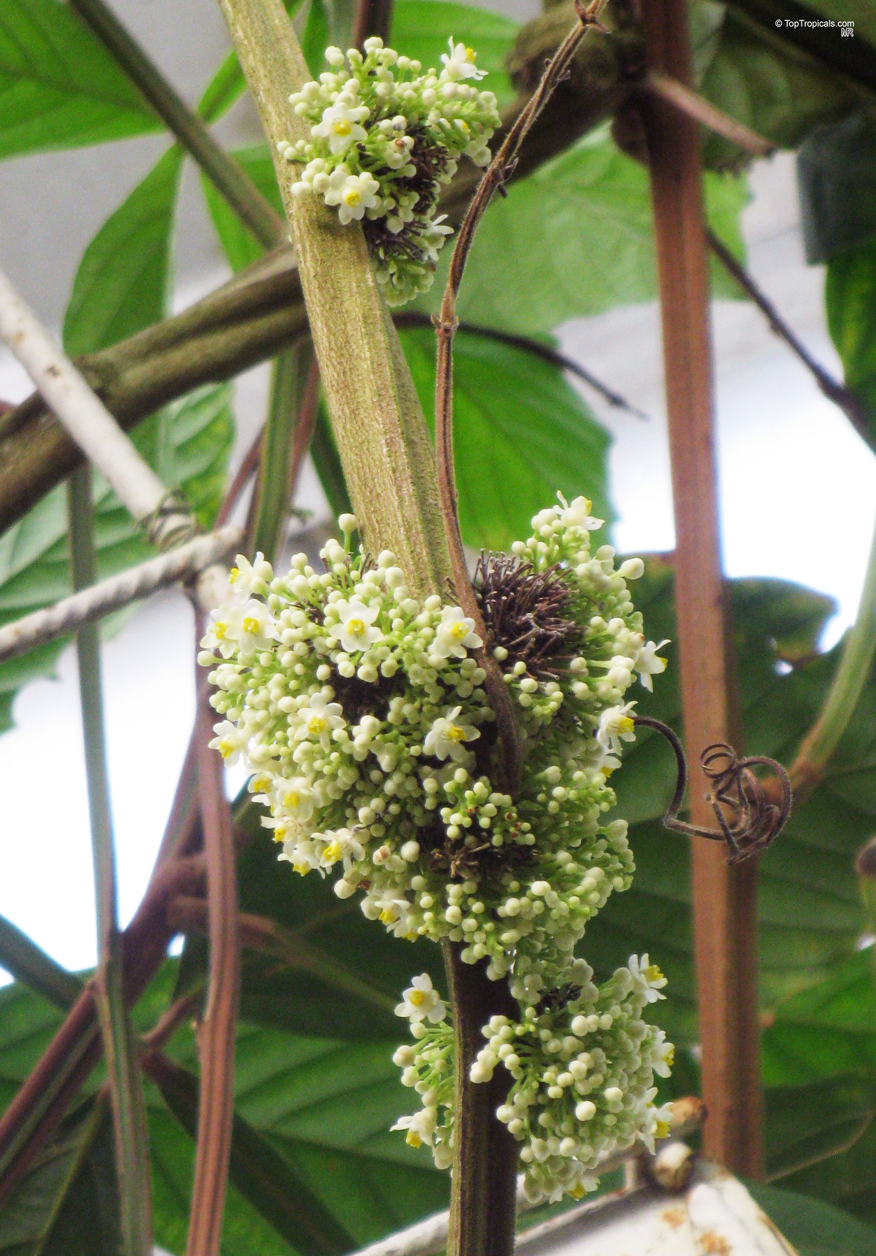 Paullinia alata (Paullinia) small white flowers emerging in dense clusters along a woody stem. Paullinia alata (Paullinia) with small white flower clusters on a vine close up