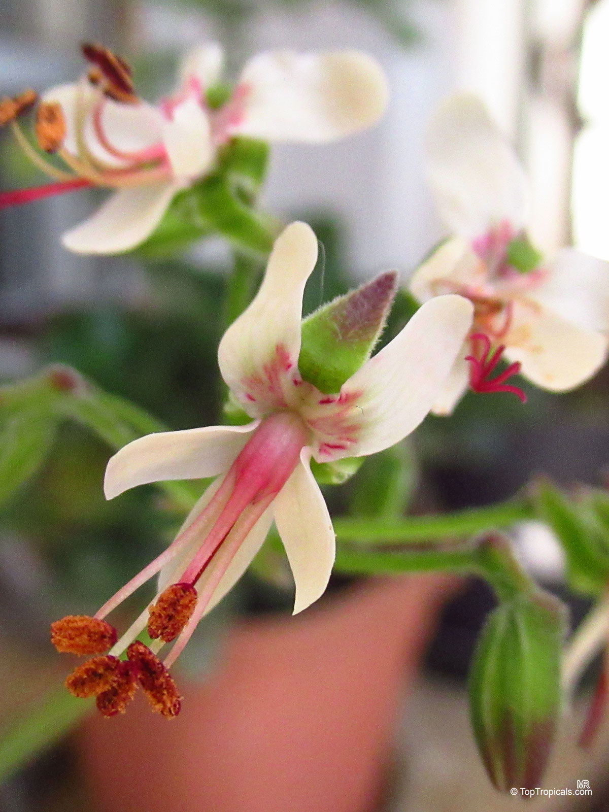 Pelargonium ferulaceum (Carrot-leaf Pelargonium) white and pink flower petals with long thin protruding stamens Pelargonium ferulaceum (Carrot-leaf Pelargonium) close up white and pink flower on a green stem