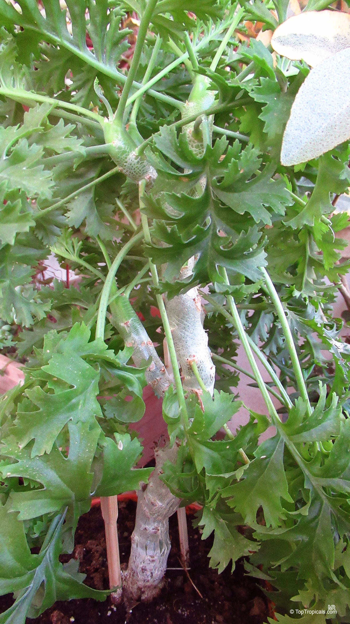 Pelargonium ferulaceum (Carrot-leaf Pelargonium) leaves with light green tones Pelargonium ferulaceum (Carrot-leaf Pelargonium) green leaves plant