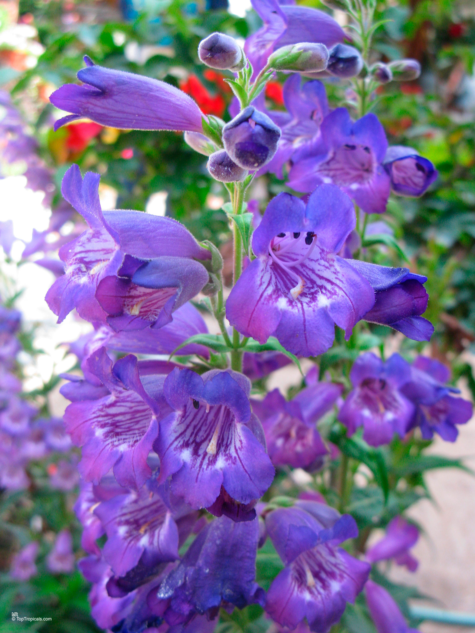 Penstemon sp. (Beard-tongue) with many tubular purple flowers on a green stem. Penstemon sp. (Beard-tongue) purple flower, close up of tubular blossoms on a thin stem.