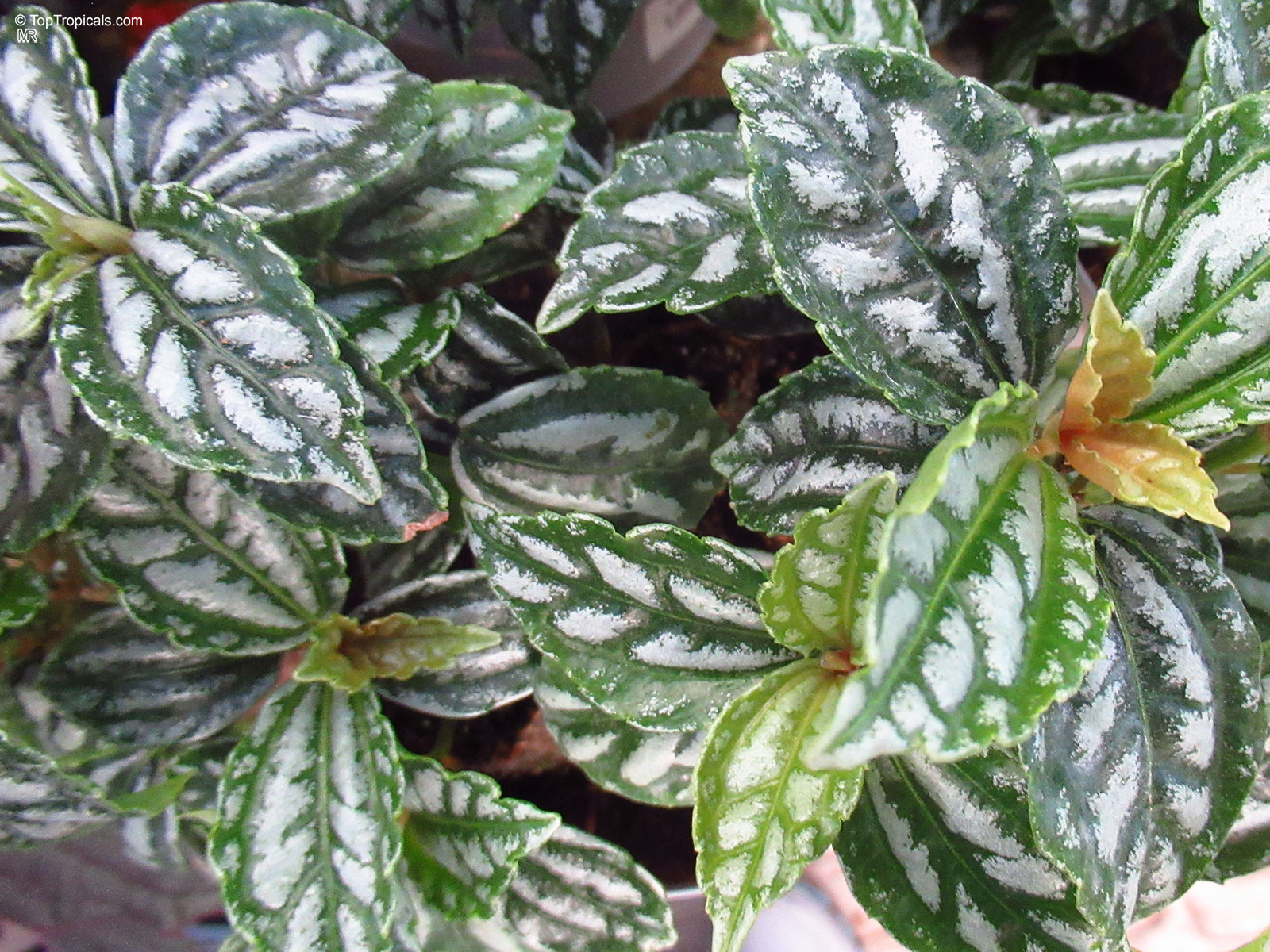 Pilea cadierei, Aluminum Plant, Watermelon Plant Pilea cadierei, Aluminum Plant, Watermelon Plant