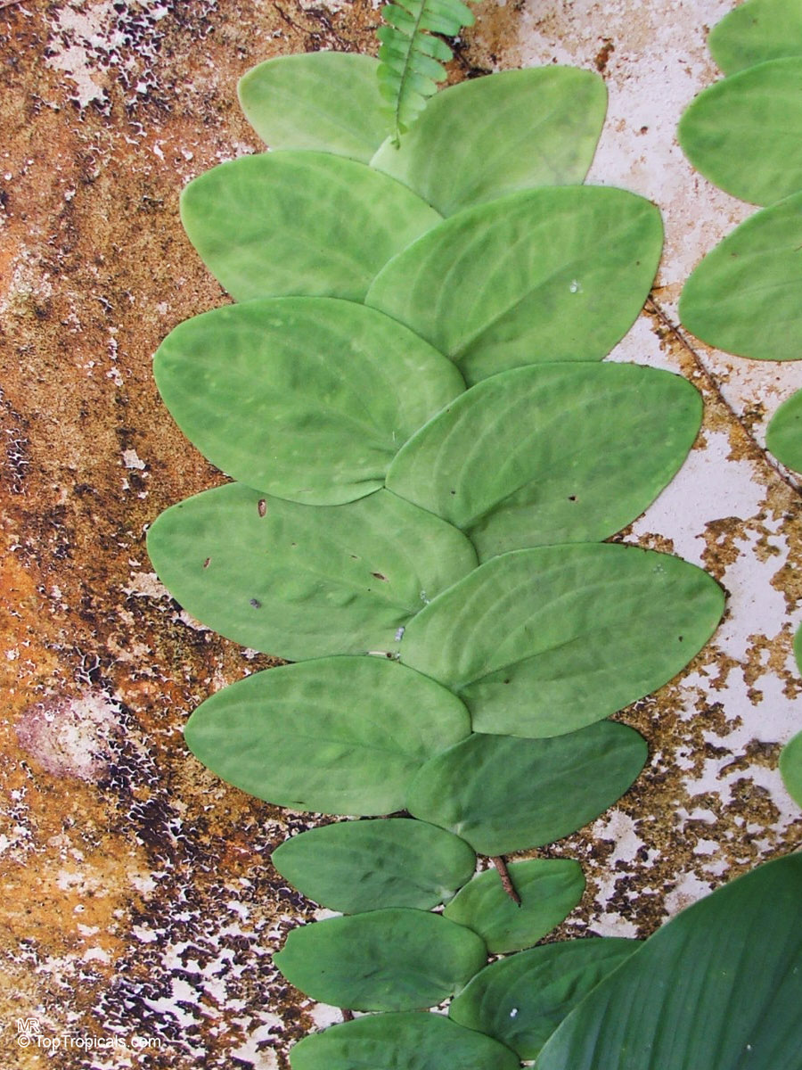 Rhaphidophora korthalsii (Shingle Plant) showing overlapping green foliage attached closely to a weathered wall. Rhaphidophora korthalsii (Shingle Plant) with green overlapping leaves climbing flat against a textured wall.