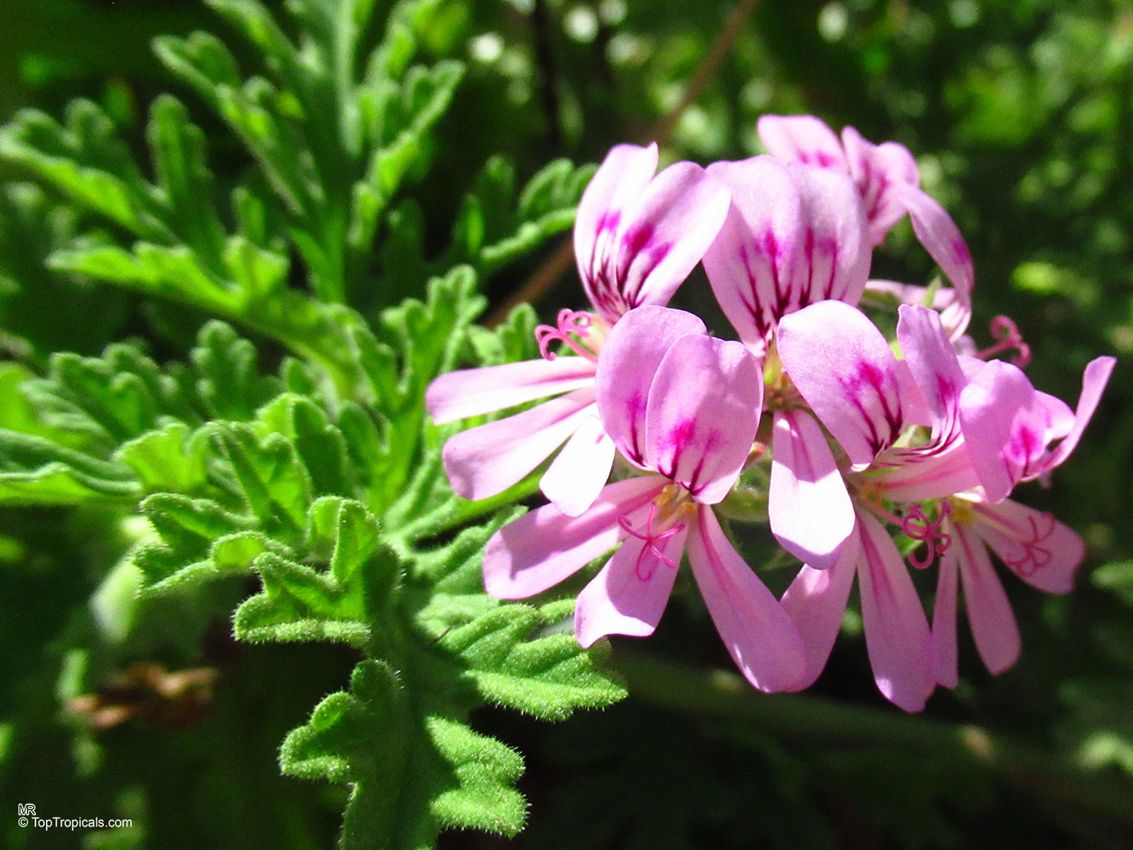 Pelargonium sp. (Scented-leaved Pelargonium) pink flower cluster with detailed purple markings and green leaves. Pelargonium sp. (Scented-leaved Pelargonium) pink flower with purple markings in close up view.
