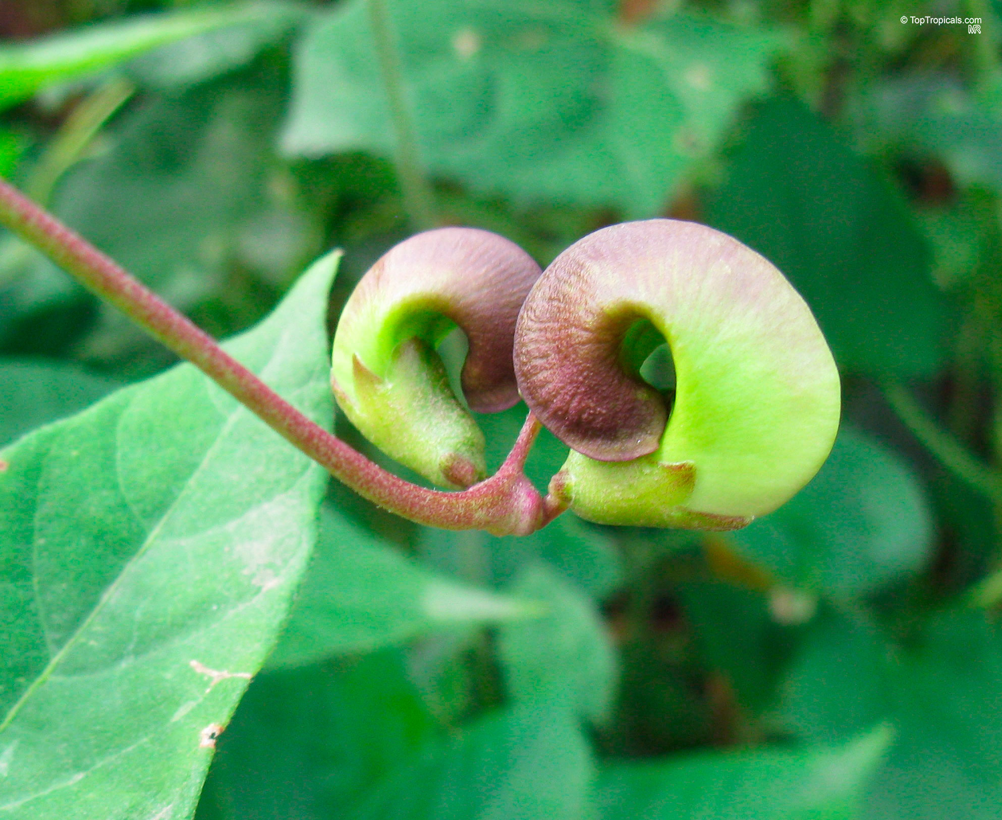 Sigmoidotropis speciosa (Snail Vine) with distinctive curved purple and lime green flowers on a vine. Sigmoidotropis speciosa (Snail Vine) with purple and lime green flowers in a close up.