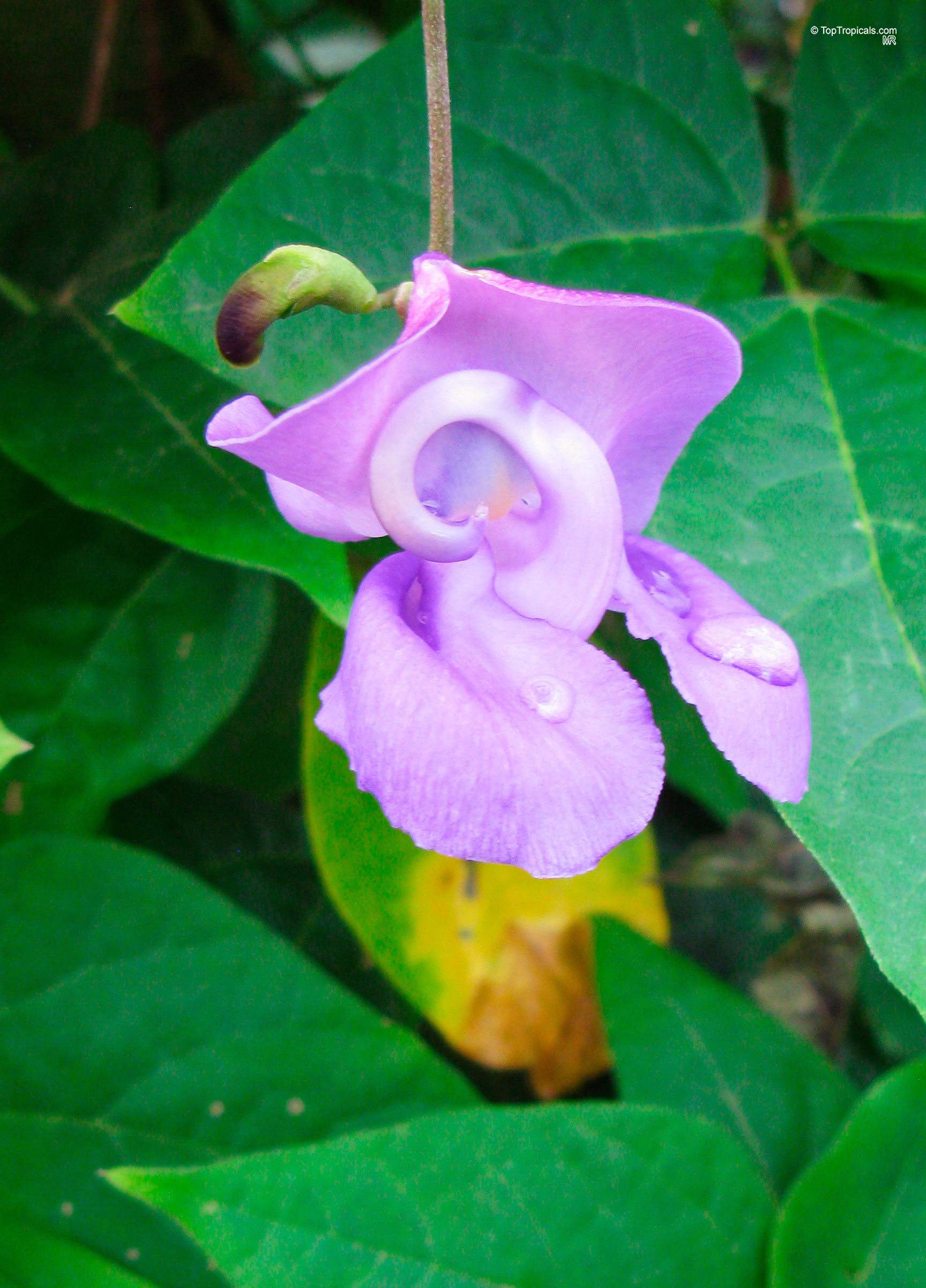 Sigmoidotropis speciosa (Snail Vine) with a spiral purple flower shape and deep green foliage background. Sigmoidotropis speciosa (Snail Vine) with a purple coiled flower in a close up shot.