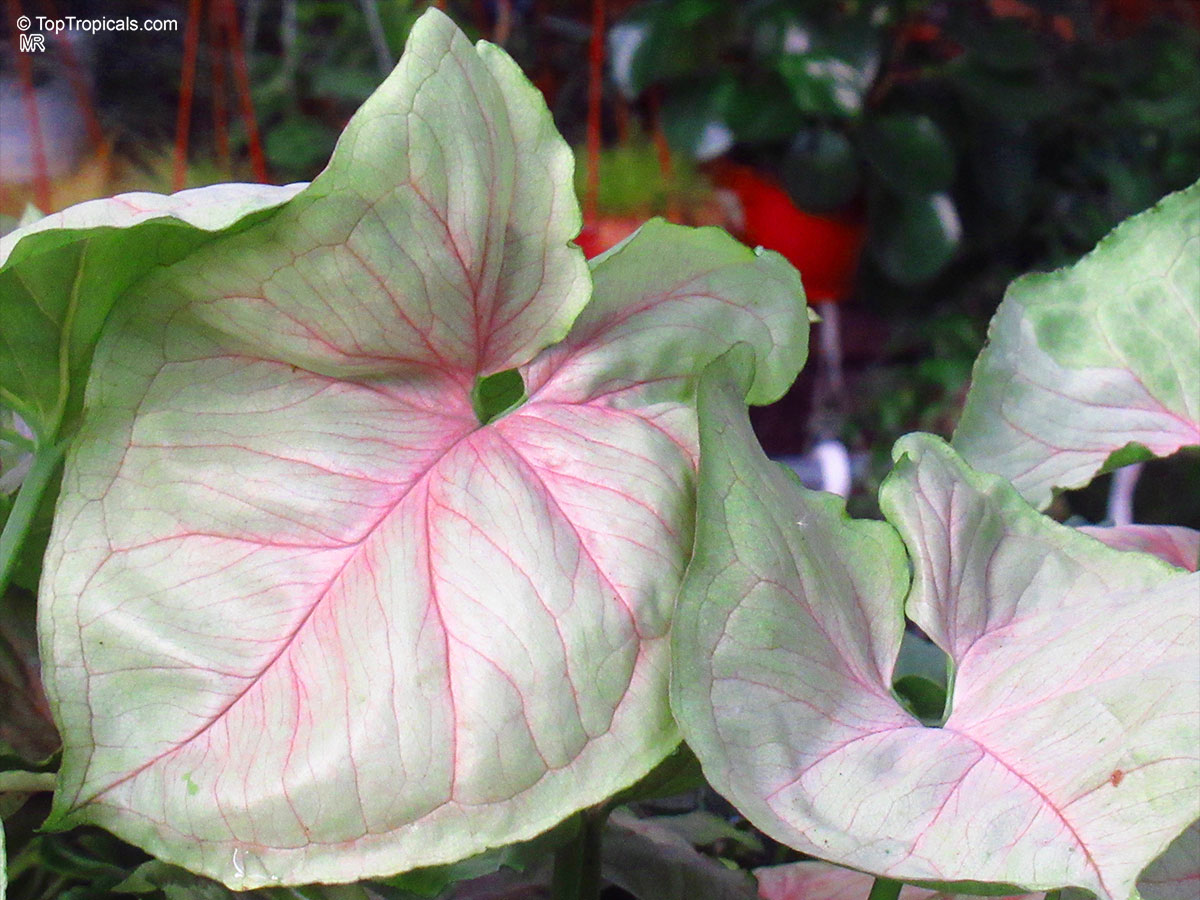 Syngonium podophyllum, Arrowhead vine, Nephthytis, African evergreen. Syngonium 'Pink Line'. Syngonium 'Pink Line' shows delicate foliage with soft pink veins that bring to mind the petals of a lotus flower. Syngonium podophyllum, Arrowhead vine, Nephthytis, African evergreen. Syngonium 'Pink Line'. Syngonium 'Pink Line' shows delicate foliage with soft pink veins that bring to mind the petals of a lotus flower.