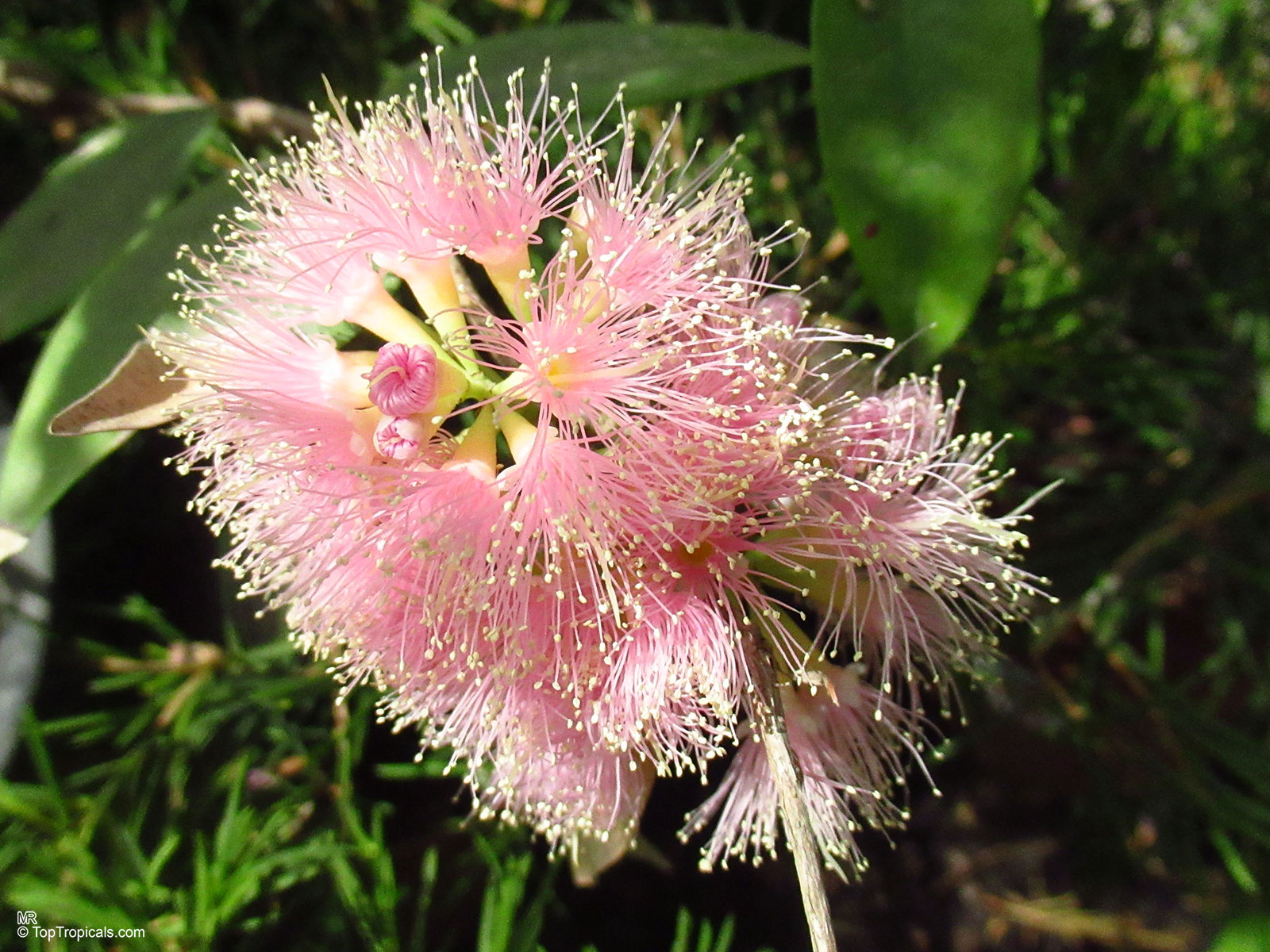 Syzygium luehmannii (Small Leaved Lilly Pilly) with spherical cluster of pale pink stamens above leaves. Syzygium luehmannii (Small Leaved Lilly Pilly) pink flower, close up of fluffy stamens, green foliage.