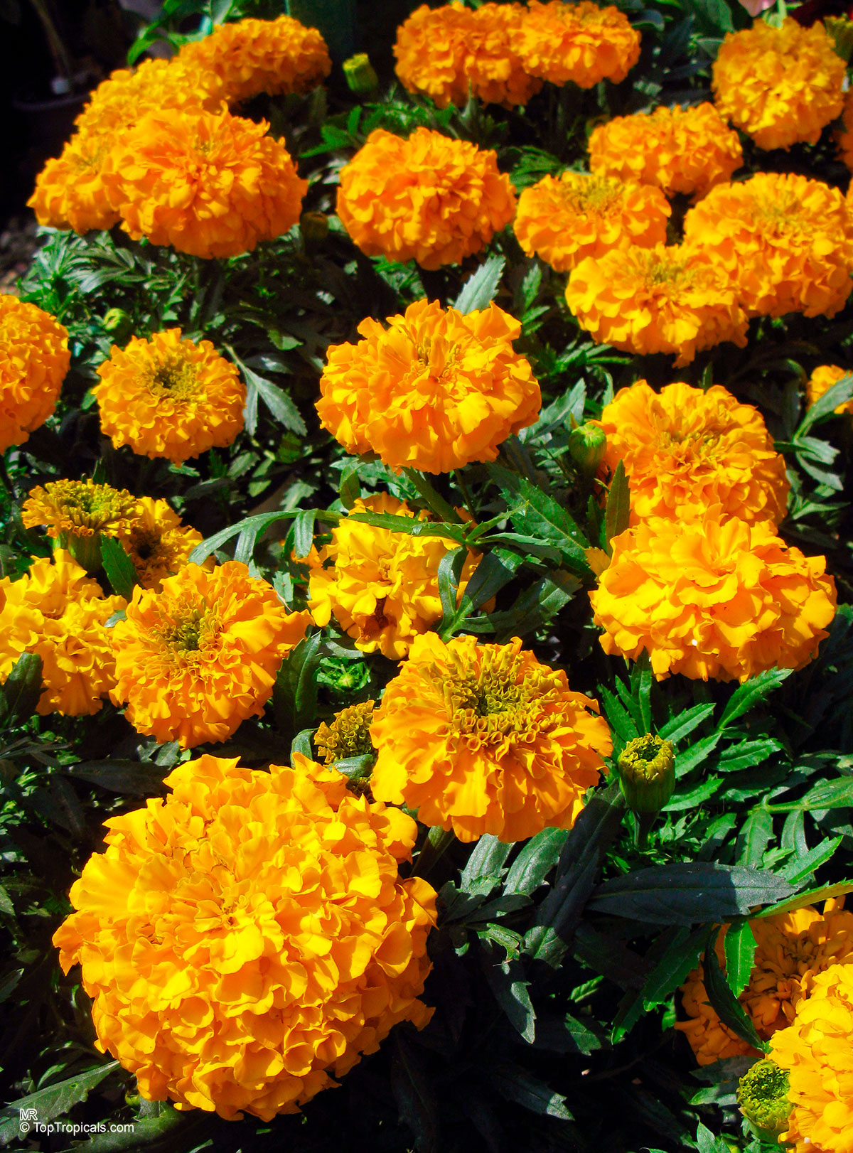 Tagetes sp., Marigold. Tagetes erecta