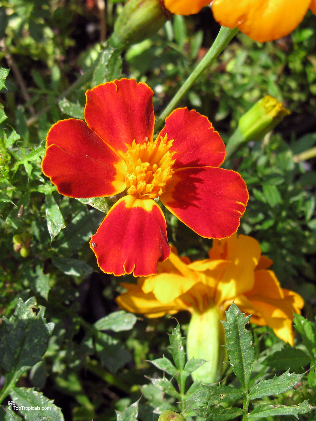 Tagetes sp., Marigold. Tagetes patula