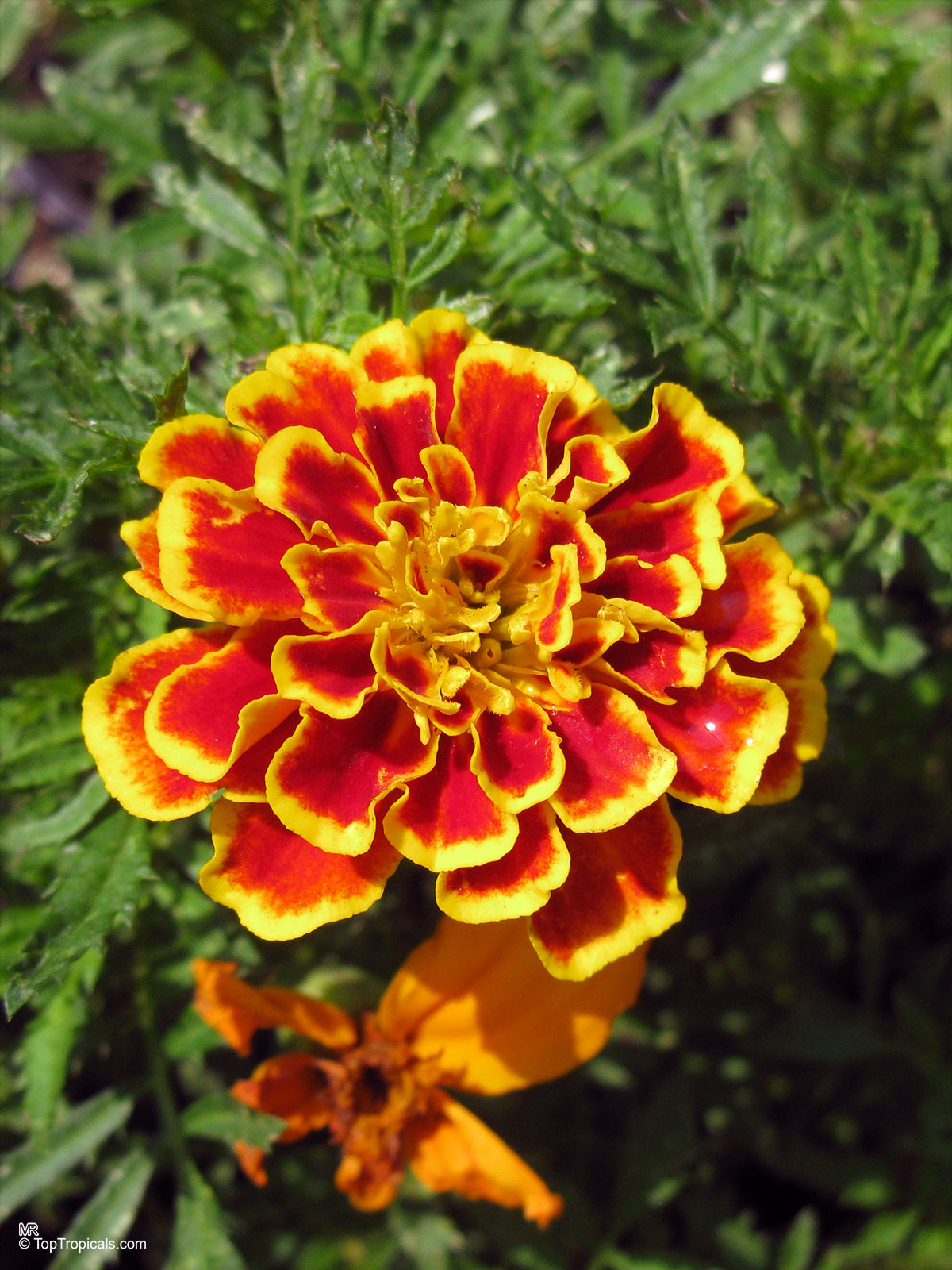 Tagetes sp., Marigold
