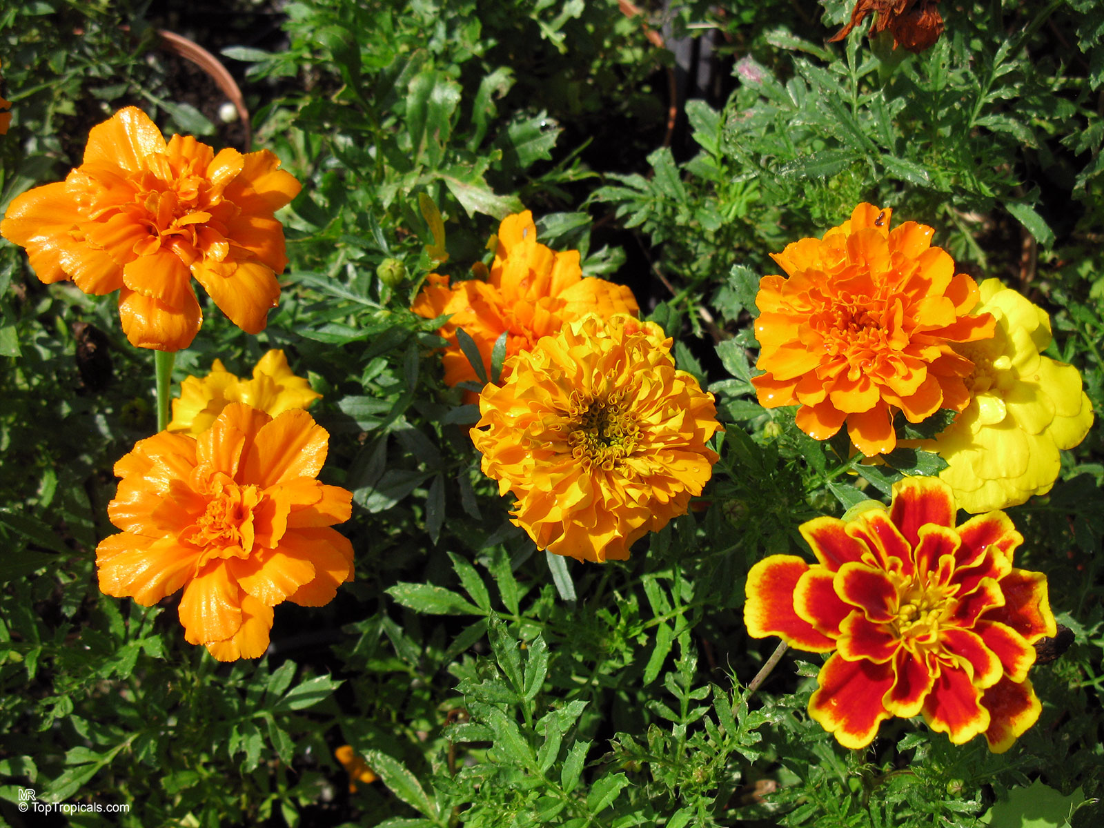 Tagetes sp., Marigold