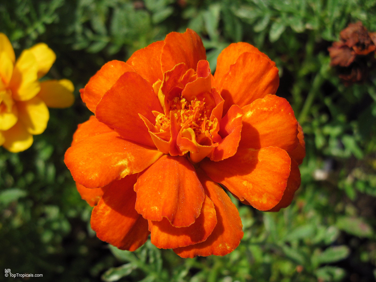 Tagetes sp., Marigold