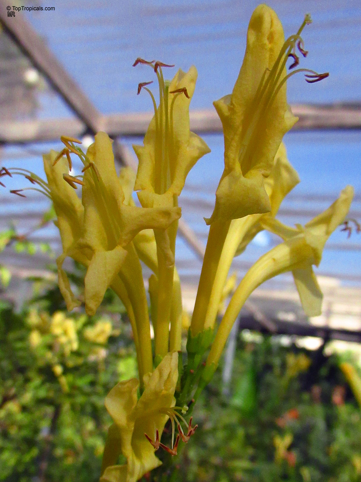 Tecomaria capensis, Tecoma capensis, Cape Honeysuckle Tecomaria capensis, Tecoma capensis, Cape Honeysuckle