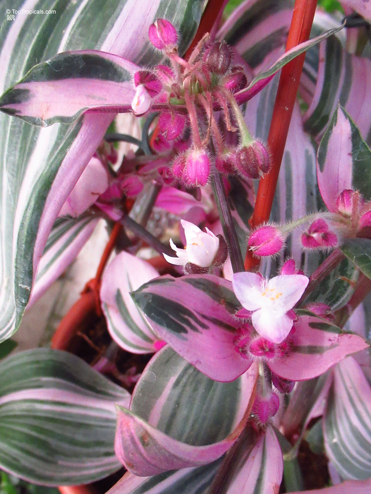 Tradescantia albiflora, Tradescantia fluminensis, Inch Plant, White-Flowered Wandering Jew. Tradescantia albiflora 'Nanouk' Tradescantia albiflora, Tradescantia fluminensis, Inch Plant, White-Flowered Wandering Jew. Tradescantia albiflora 'Nanouk'