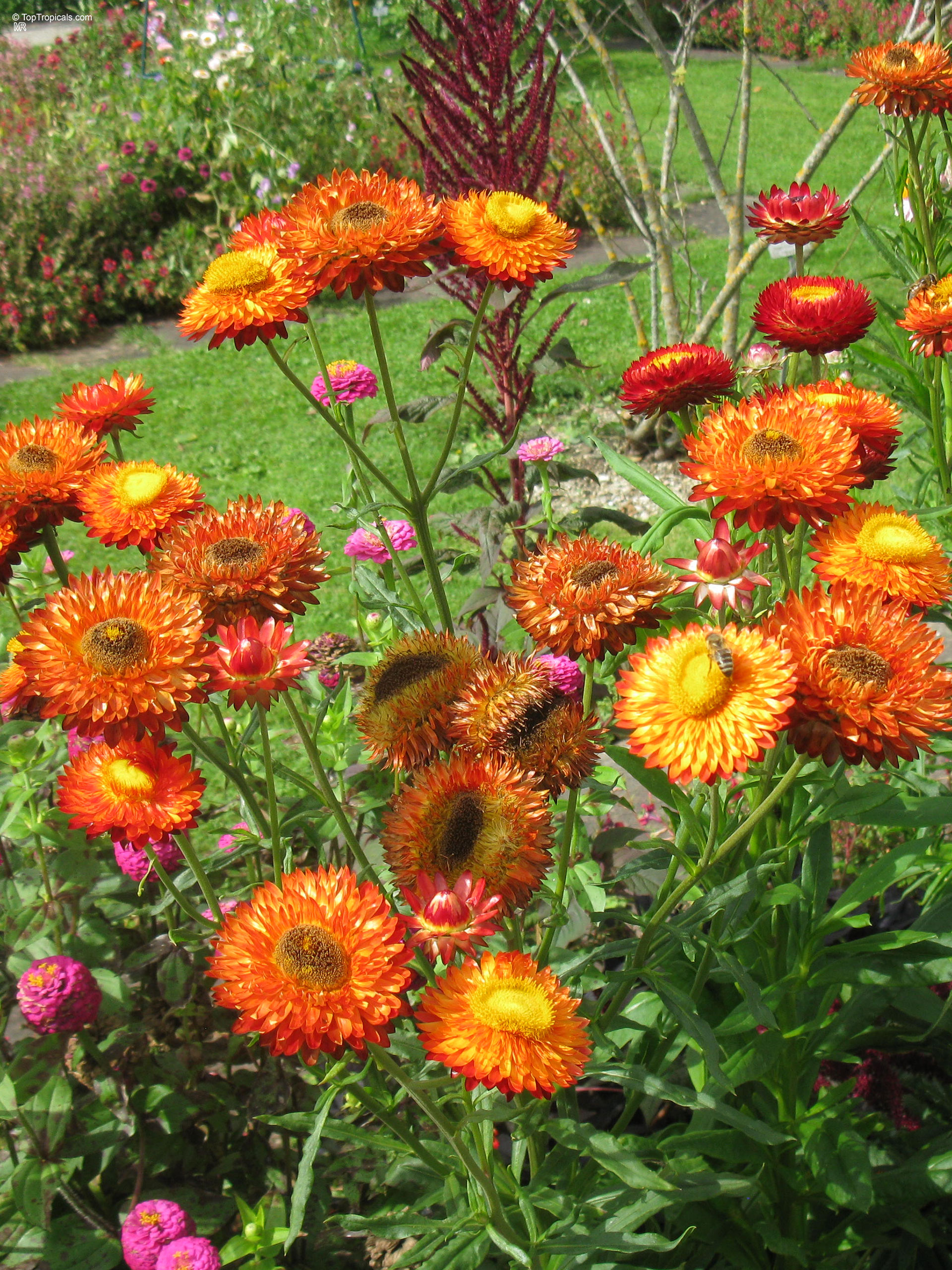 Xerochrysum bracteatum (Strawflower) cluster with many orange flower heads and thin green leaves. Xerochrysum bracteatum (Strawflower) with orange flower heads growing on slender green stems in sunny light