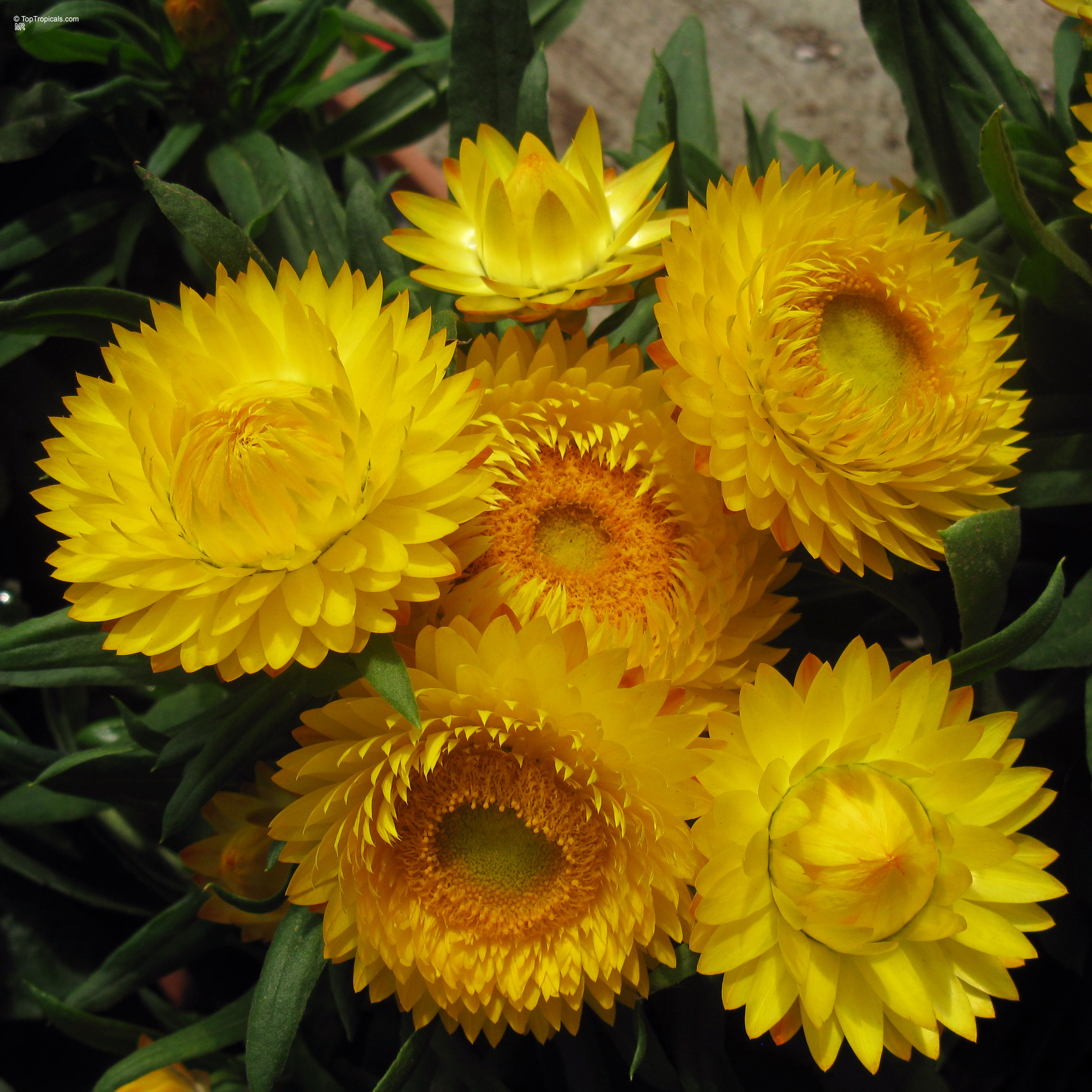 Xerochrysum bracteatum (Strawflower) with many yellow flower heads surrounded by narrow green foliage Xerochrysum bracteatum (Strawflower) with yellow flower, close up of several stacked petals