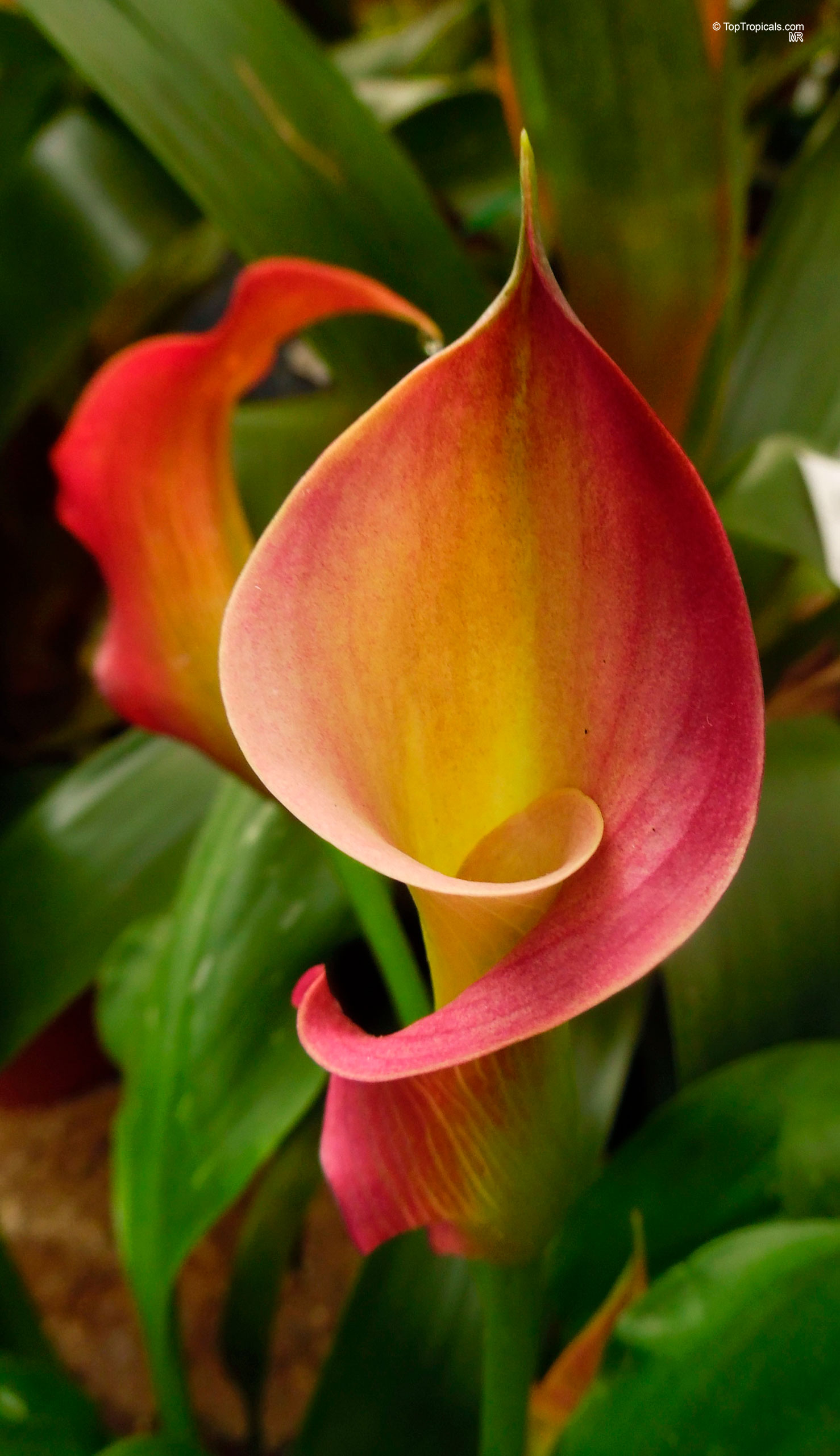 Zantedeschia sp. (Arum Lily) flower with a funnel shape, displaying shades of pink and yellow. Zantedeschia sp. (Arum Lily) yellow and pink flower, close up on green foliage background