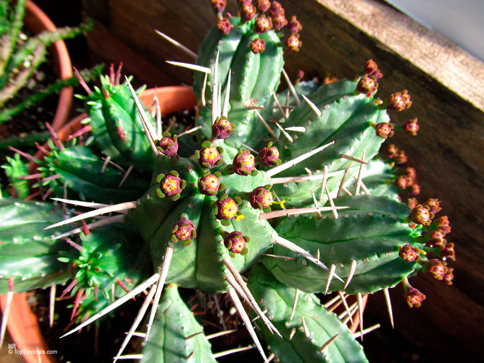 Euphorbia sp., Milkweed, Spurge. Euphorbia aggregata Euphorbia sp., Milkweed, Spurge. Euphorbia aggregata